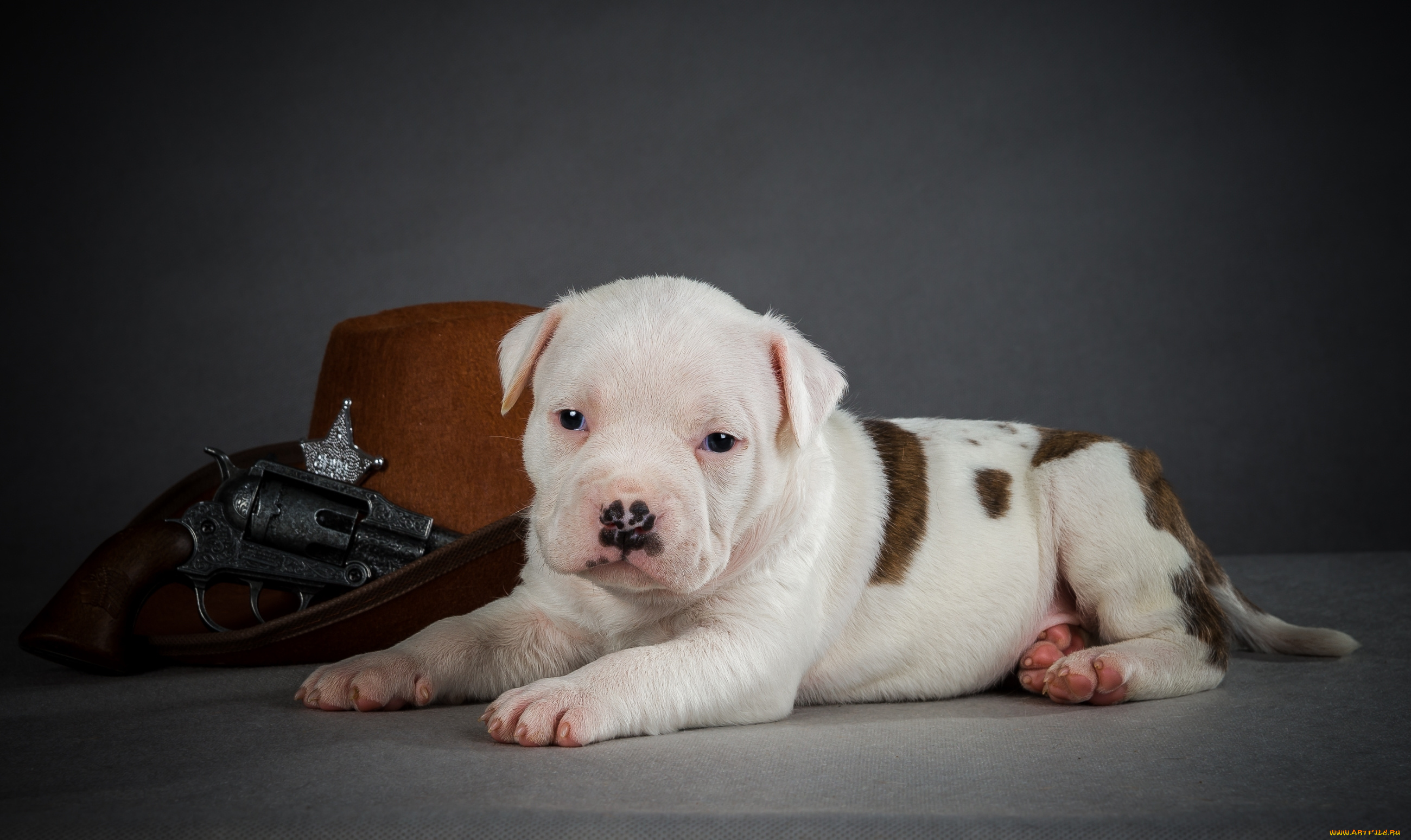 животные, собаки, щенок
