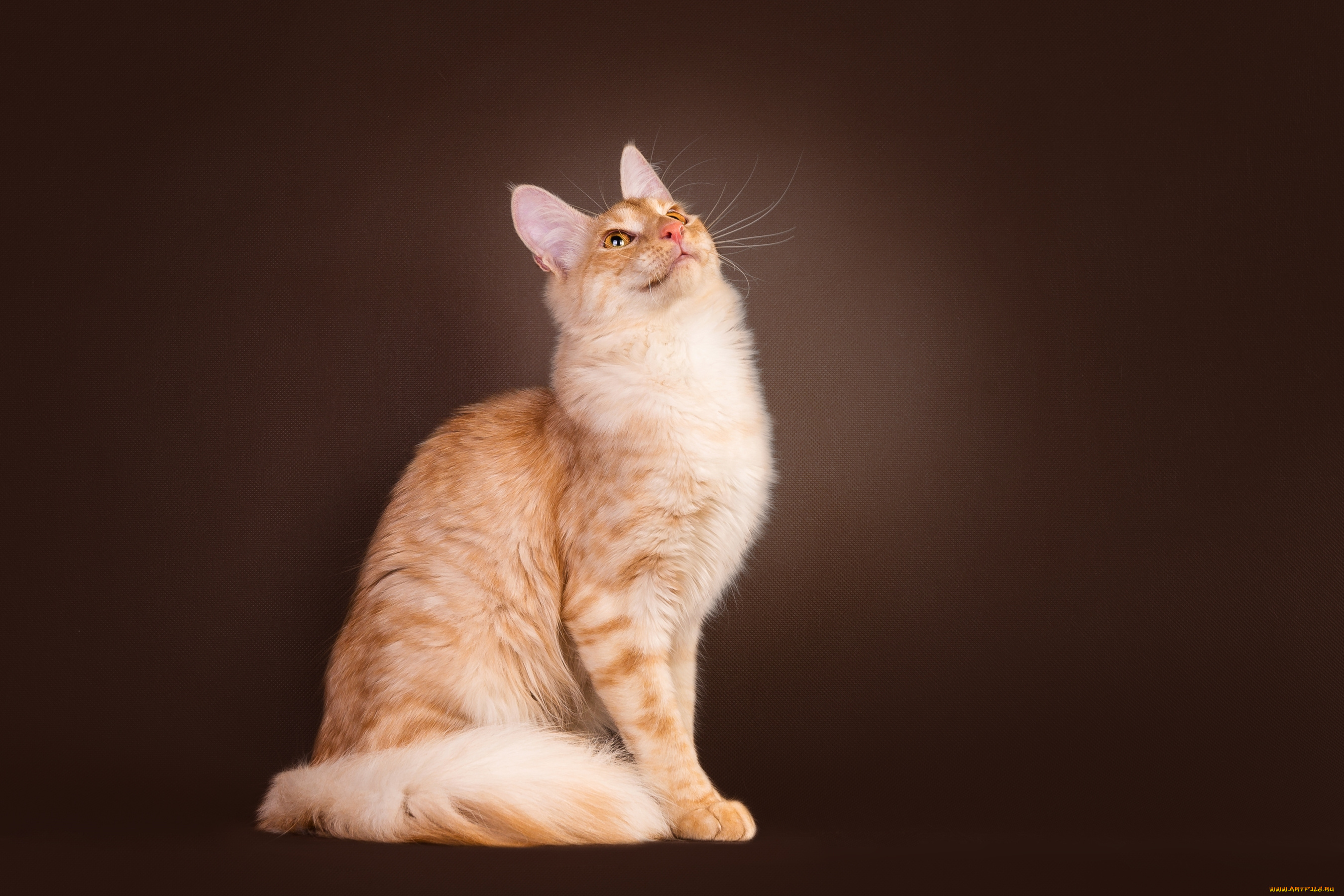 животные, коты, котейка