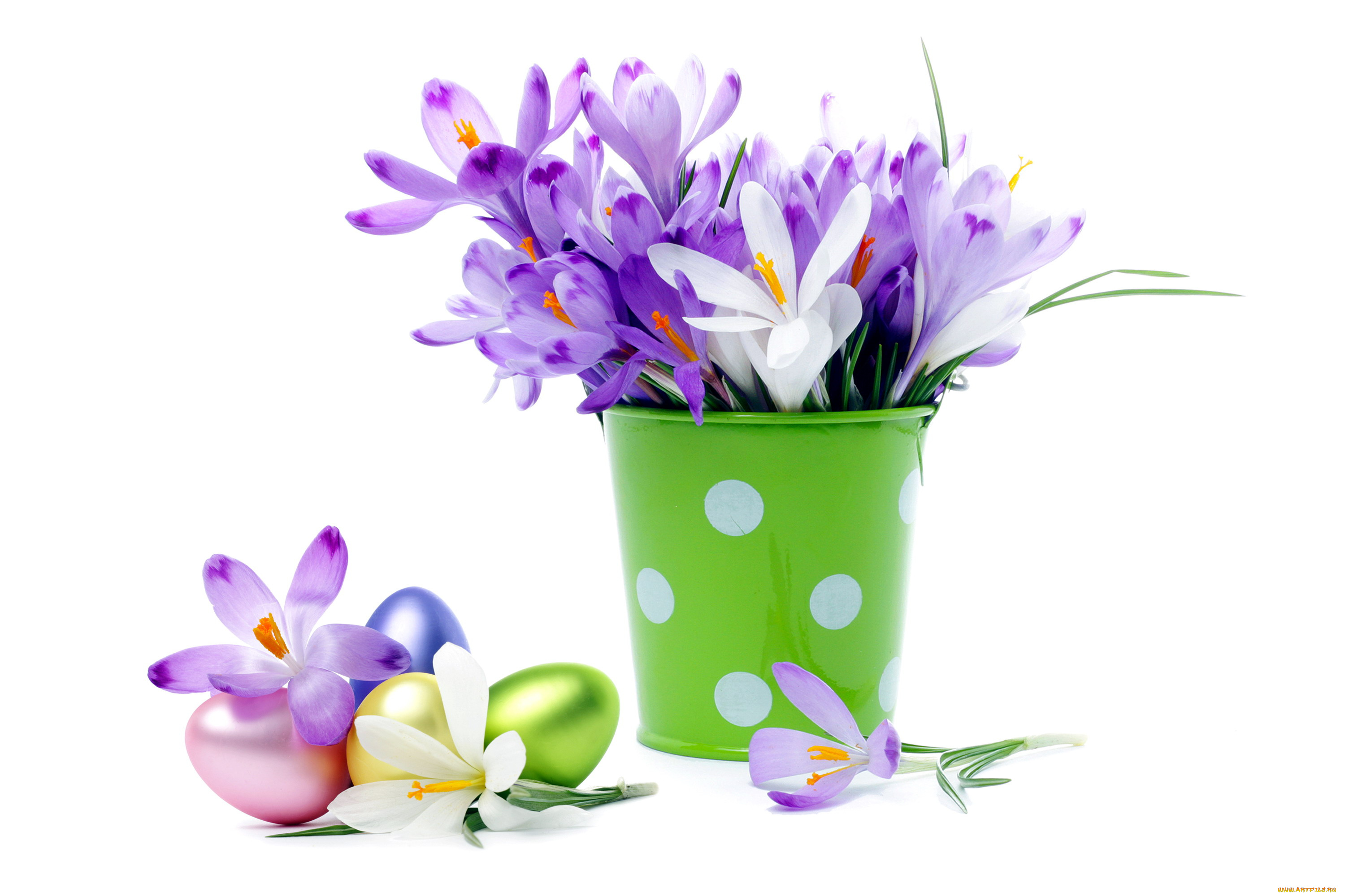 цветы, крокусы, белый, сиреневый