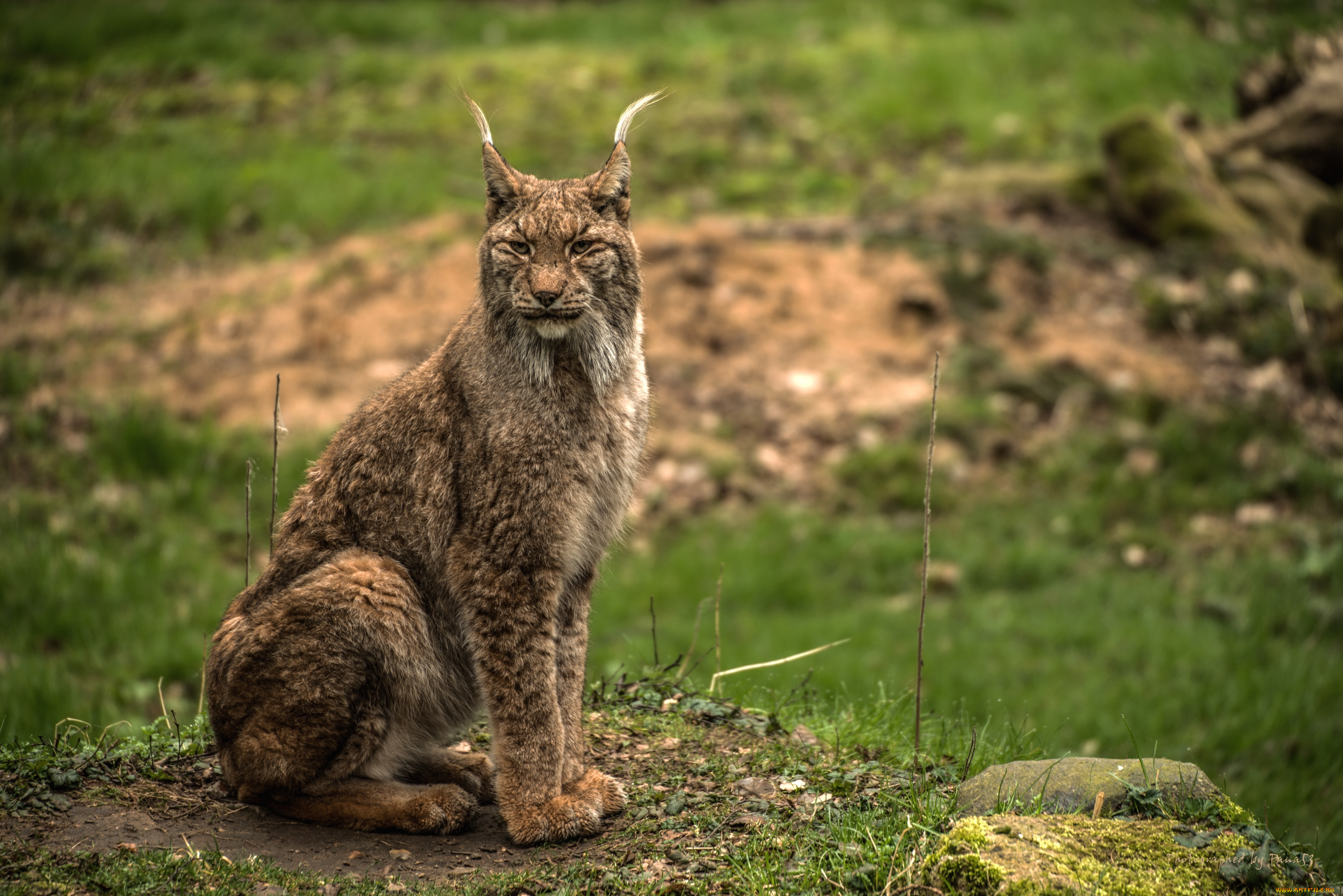 животные, рыси, кисточки, кошка