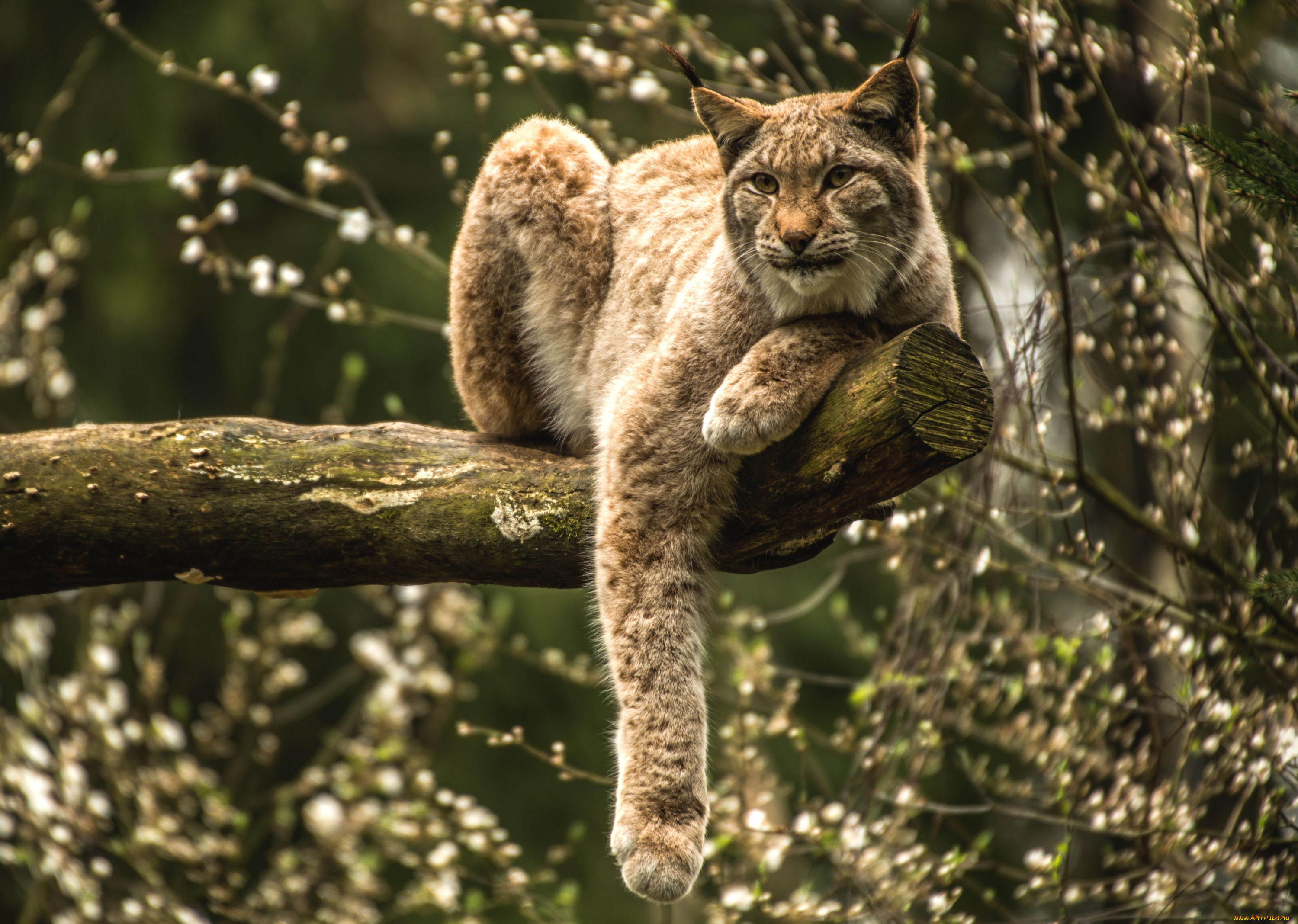 животные, рыси, кошка, лапа