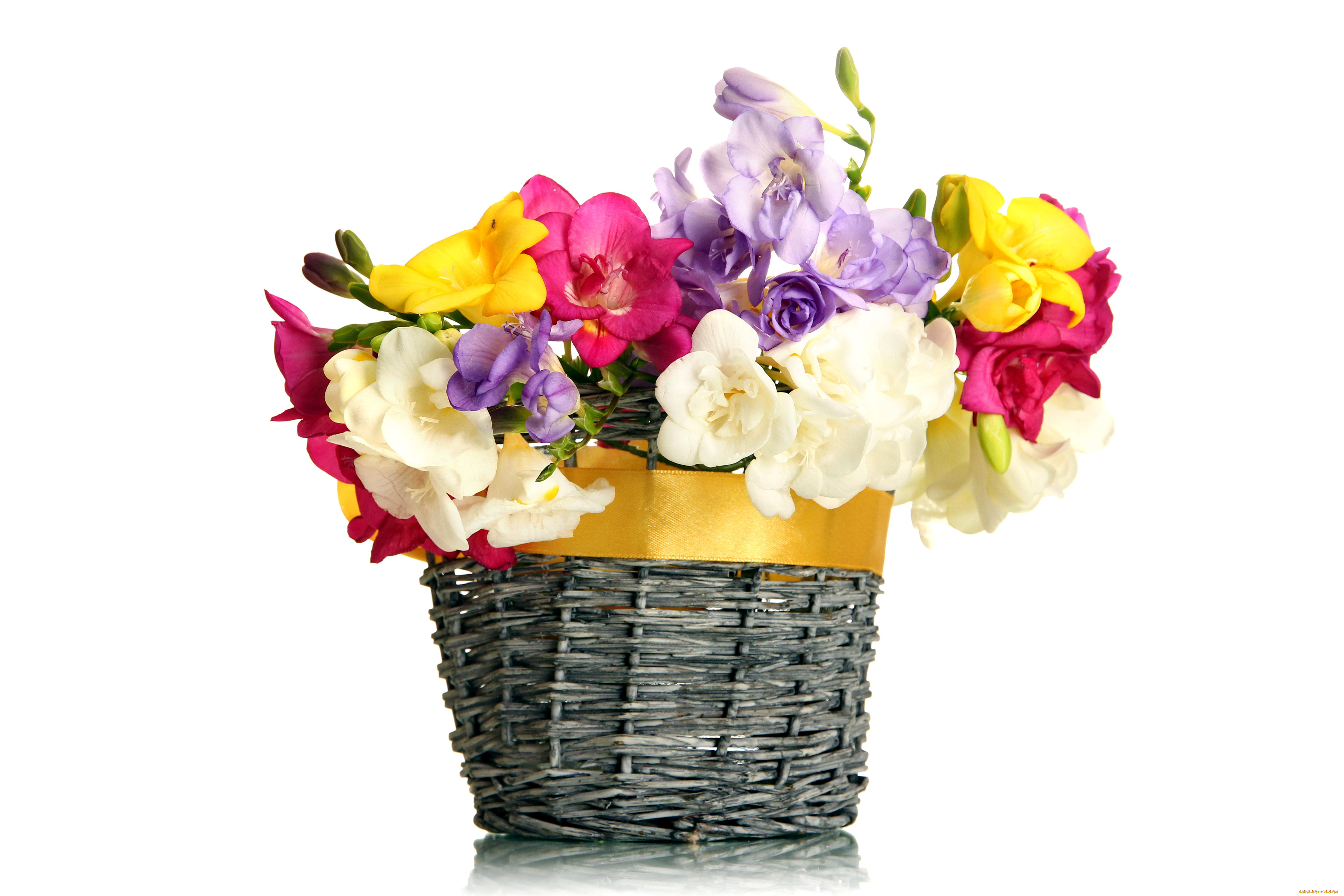 цветы, фрезия, сиреневый, белый, желтый, розовый