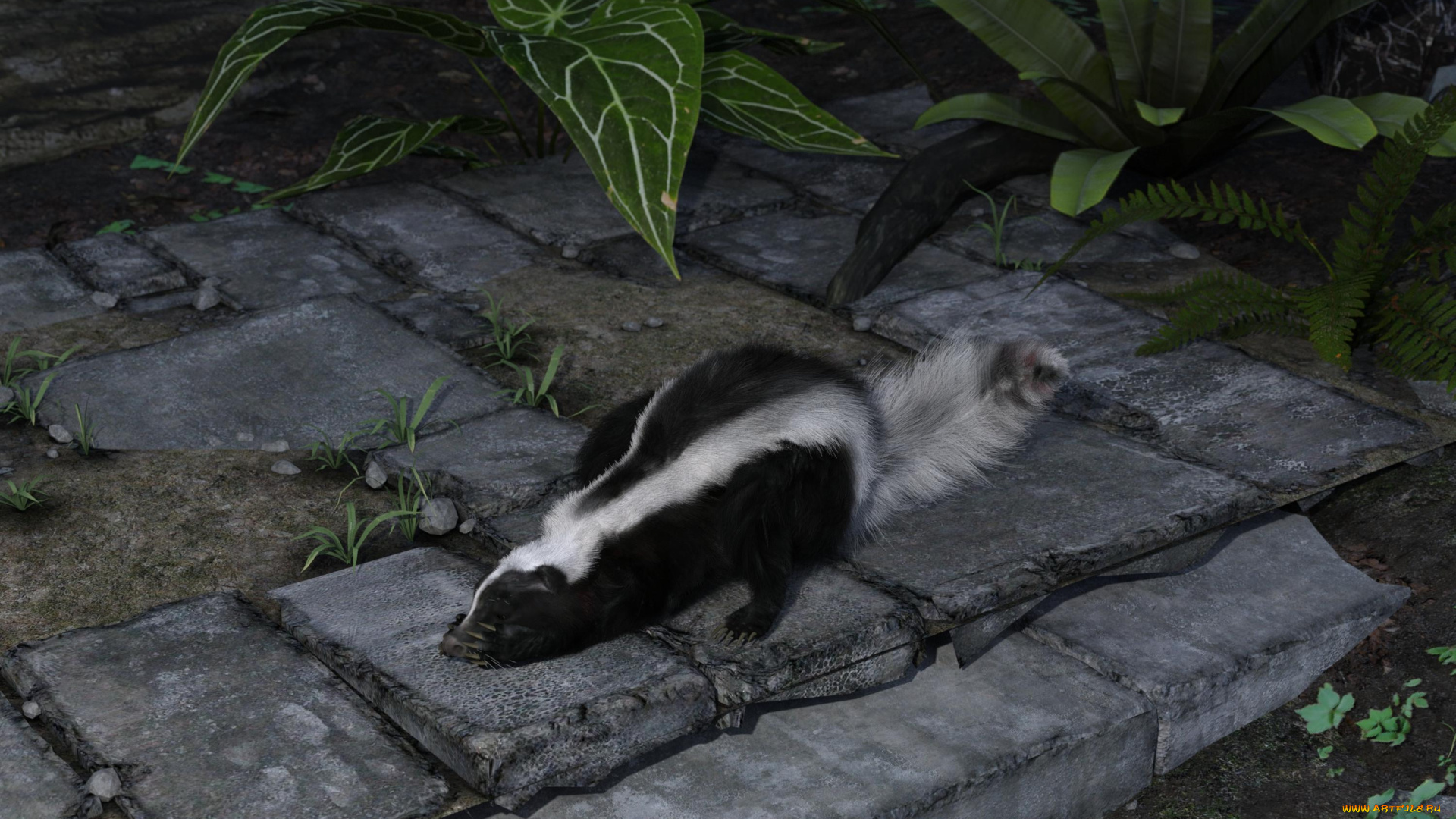 3д, графика, животные, , animals, скунс