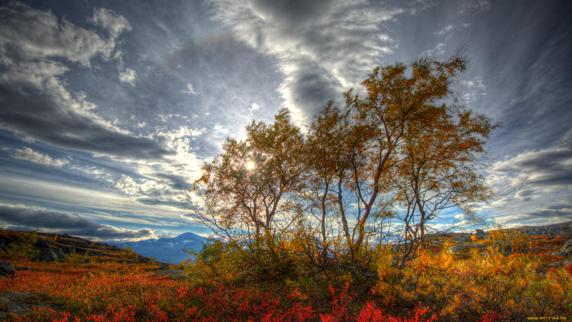 природа, деревья, крона, дерево