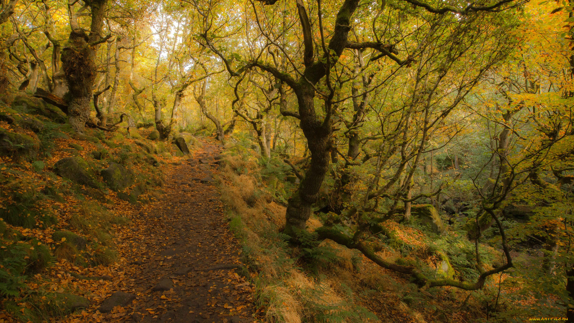 природа, дороги, тракт