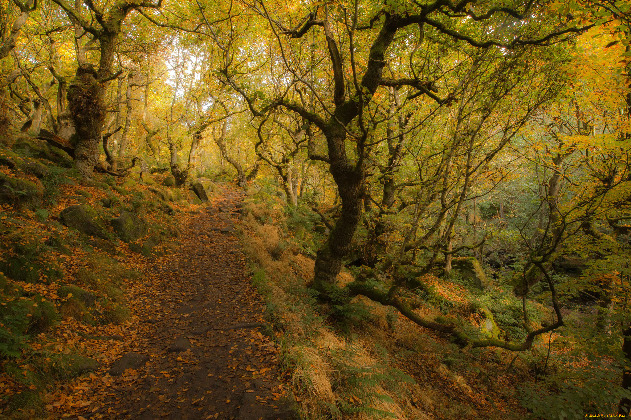 природа, дороги, тракт