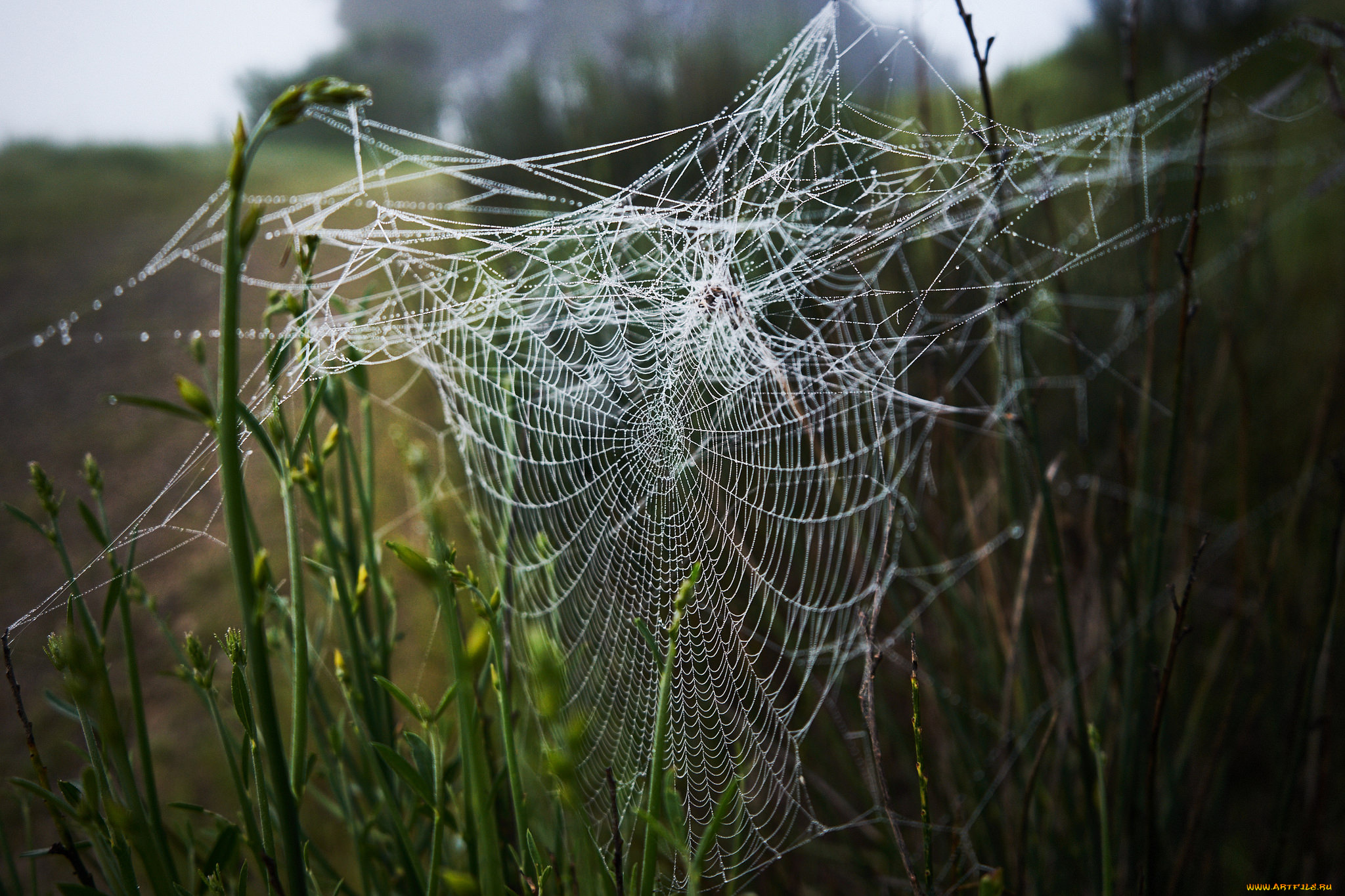 природа, другое, паутинка