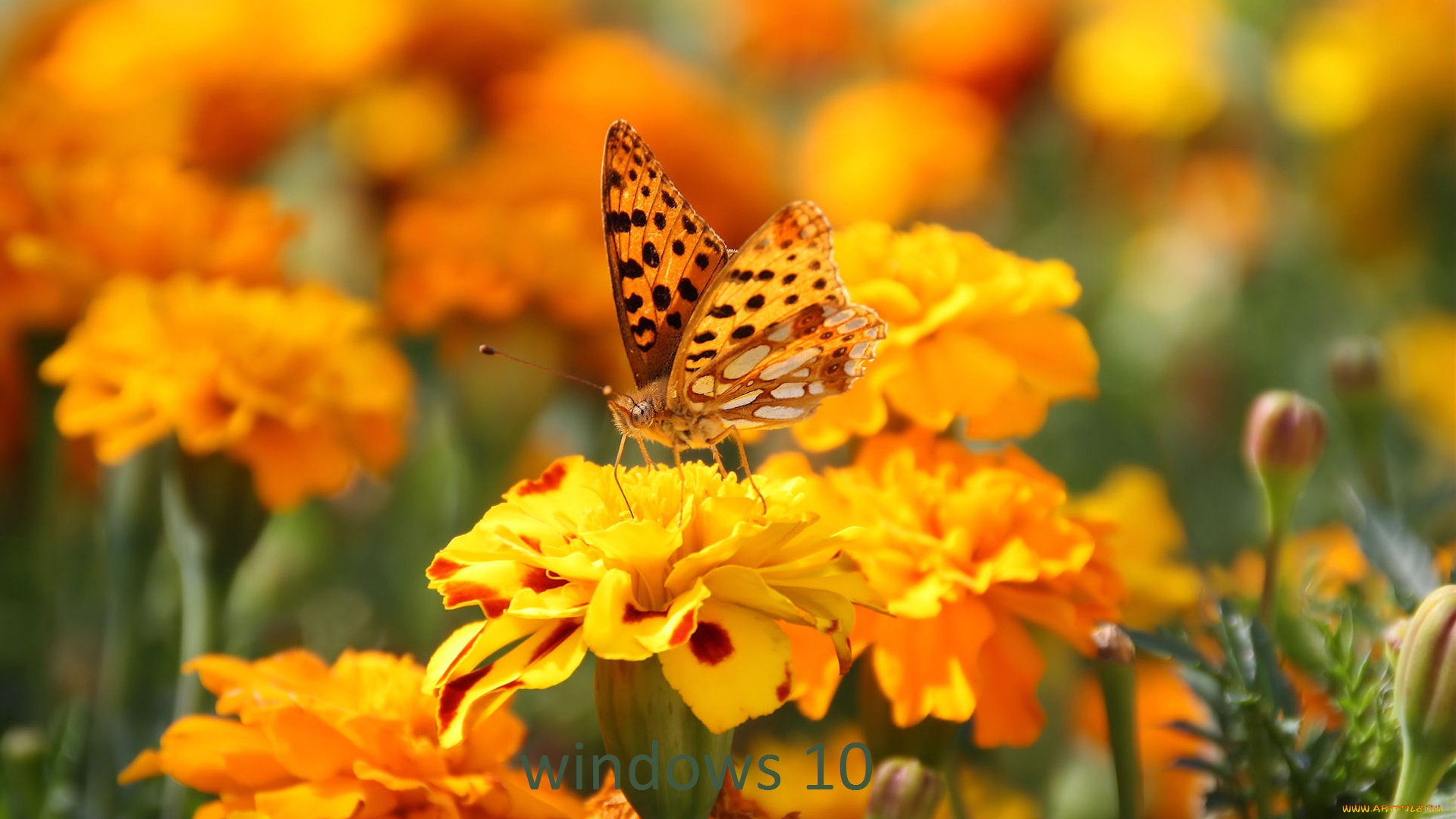 компьютеры, windows, , 10, бабочка, логотип, фон