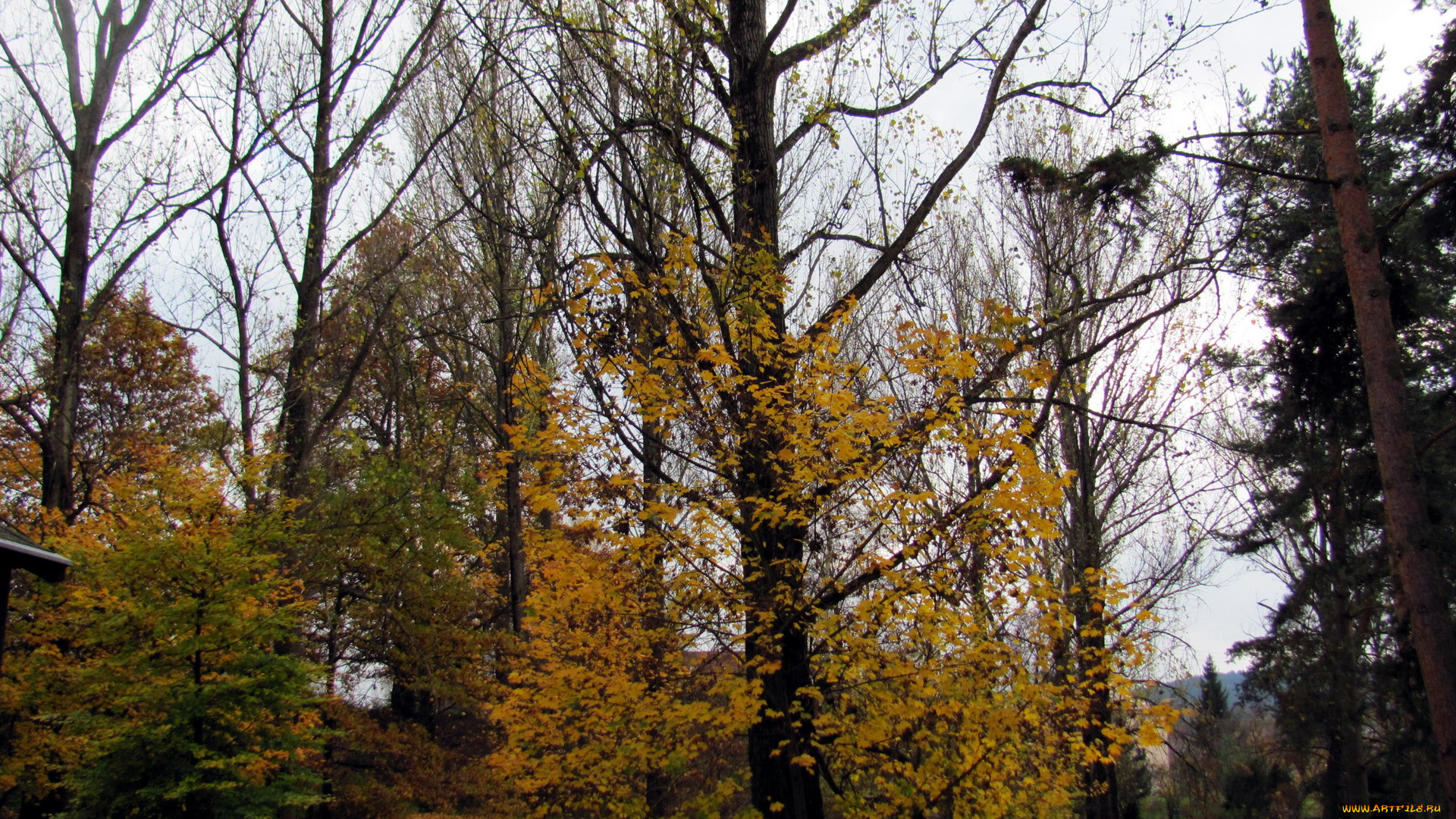 природа, деревья, осень