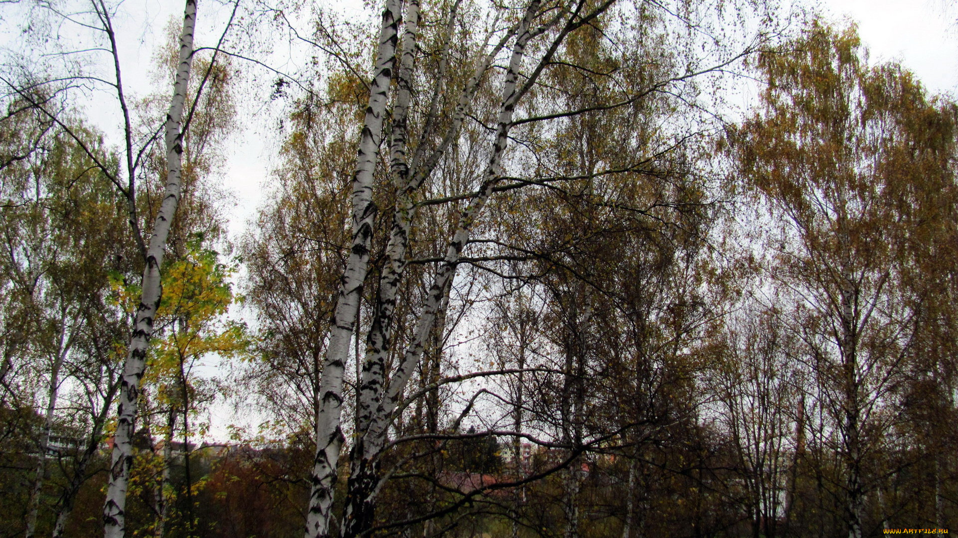 природа, деревья, осень, березы