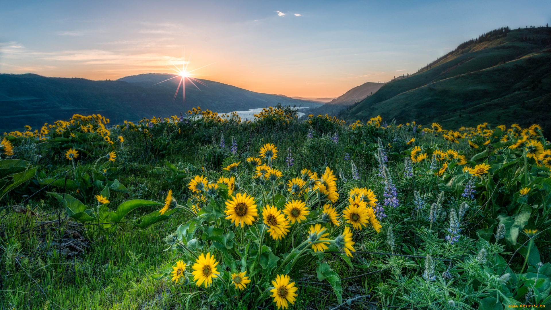 природа, луга, простор