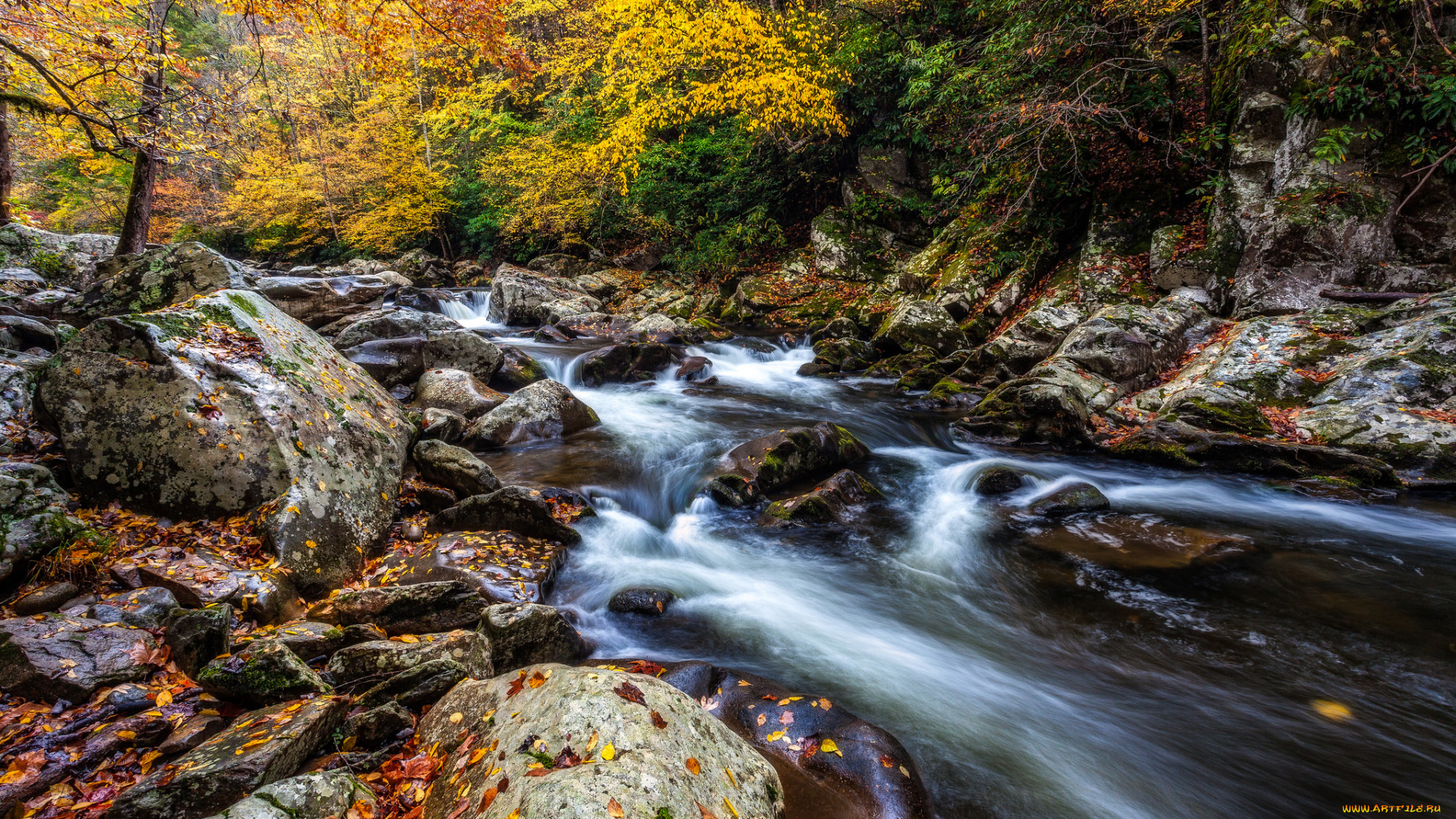 природа, реки, озера, река, лес