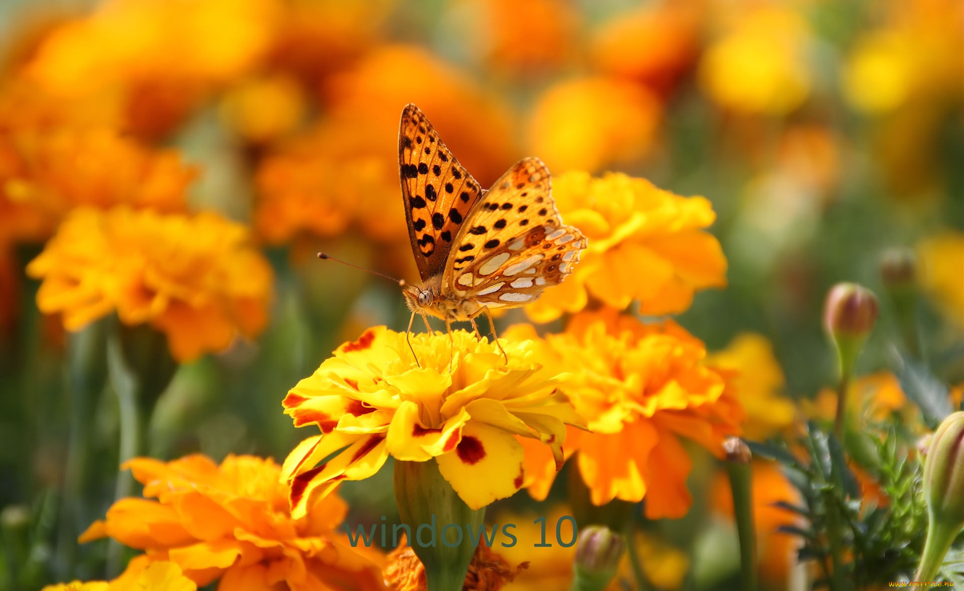 компьютеры, windows, , 10, бабочка, логотип, фон