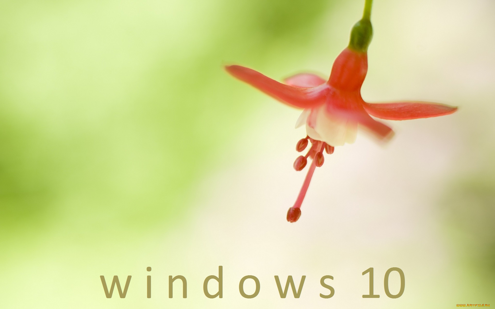 компьютеры, windows, , 10, фон, логотип