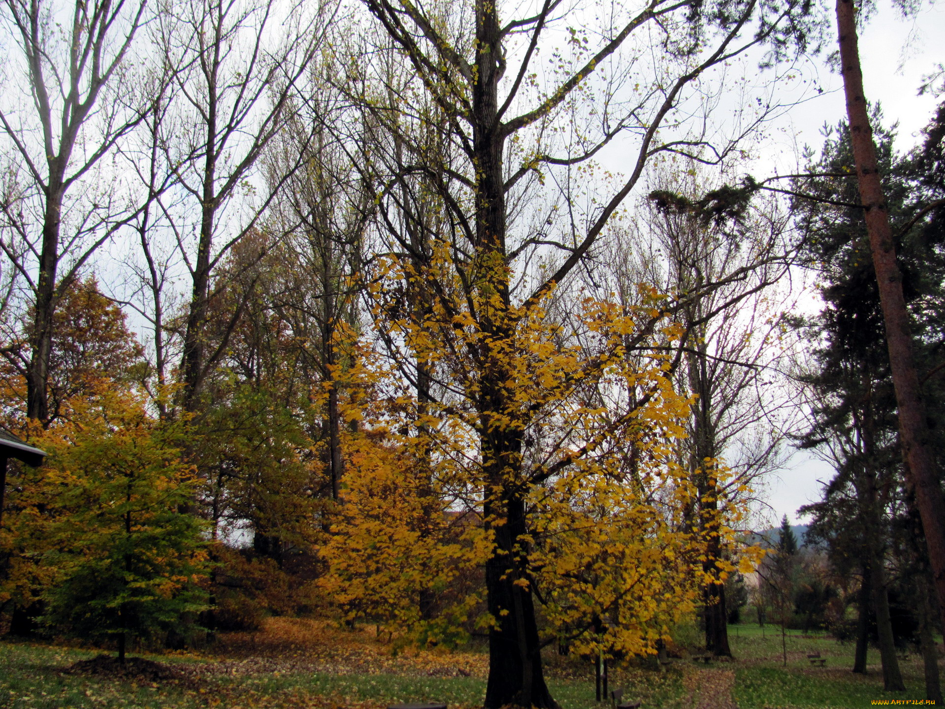 природа, деревья, осень