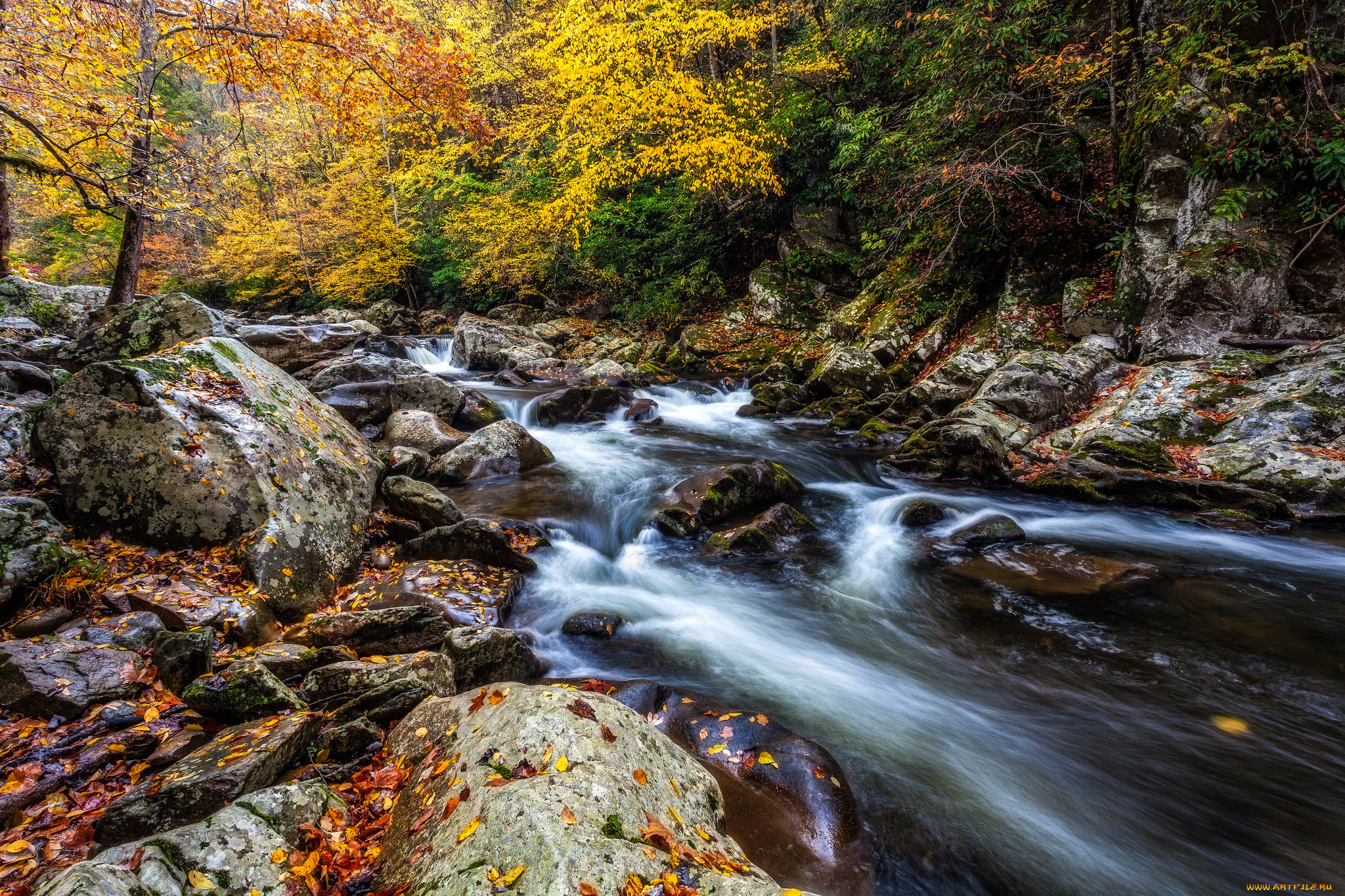 природа, реки, озера, река, лес