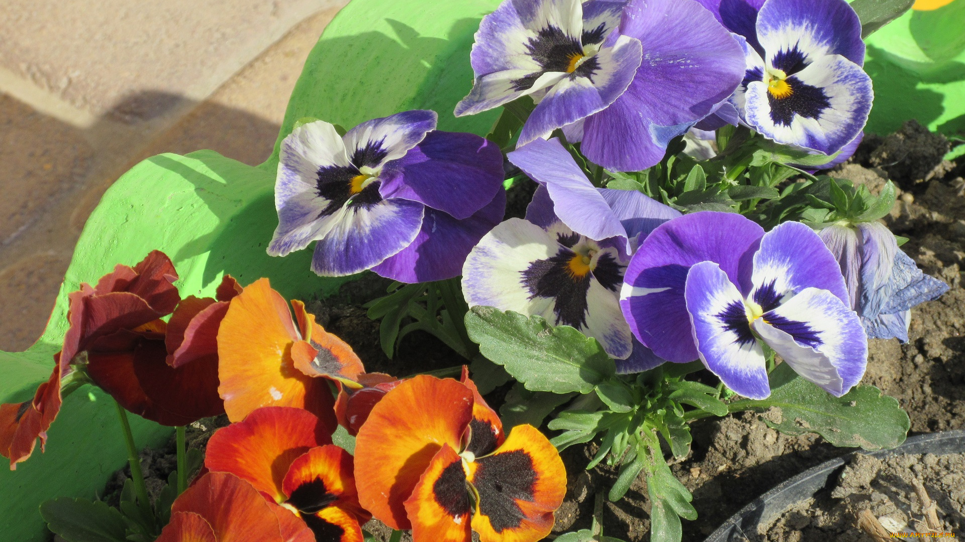 цветы, анютины, глазки, , садовые, фиалки, весна, 2018