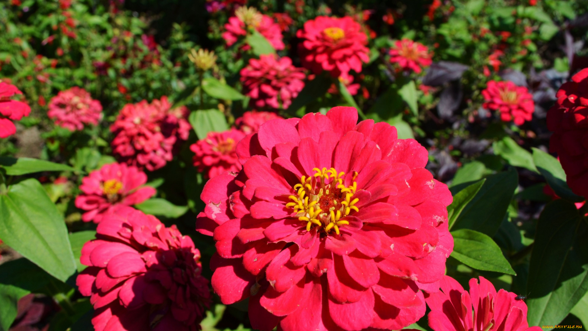 цветы, цинния, яркий