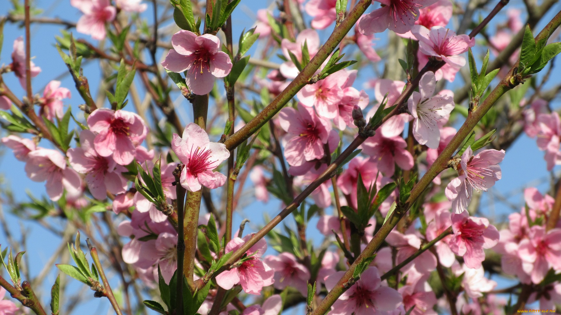 цветы, цветущие, деревья, , , кустарники, весна, 2018