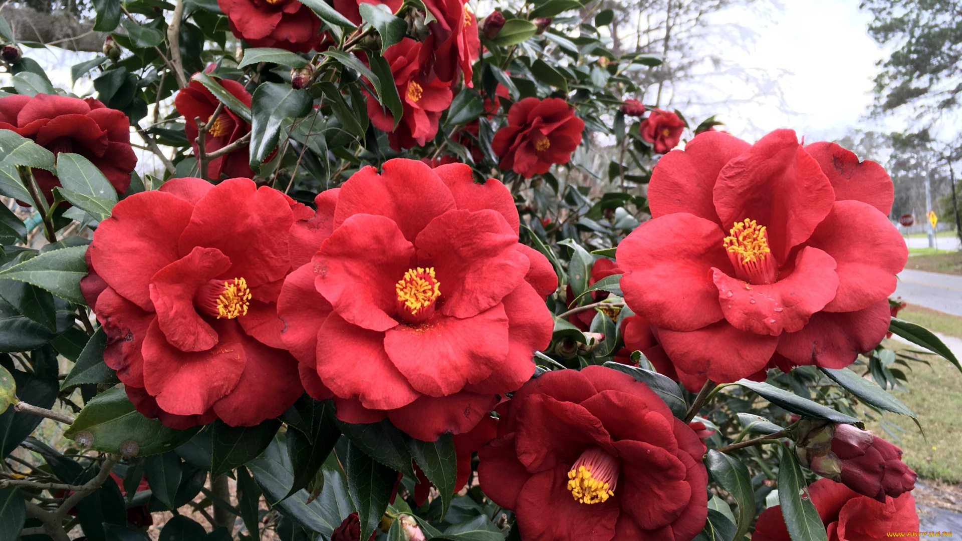 цветы, камелии, куст