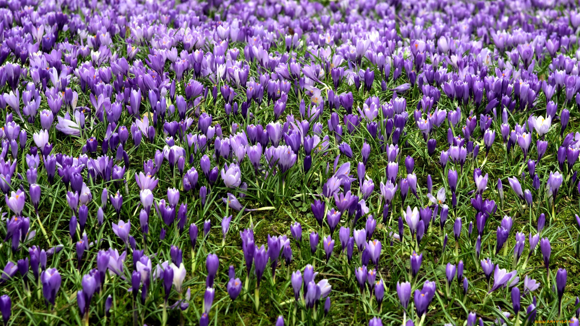 цветы, крокусы, первоцветы