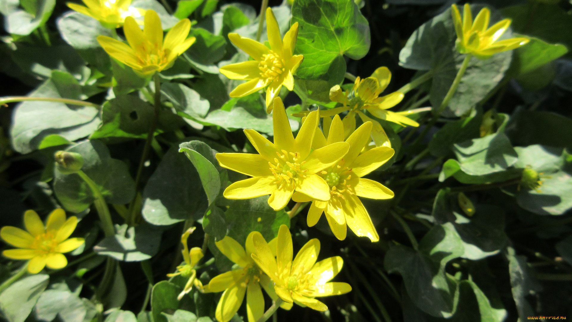 цветы, луговые, , полевые, , цветы, весна, 2018