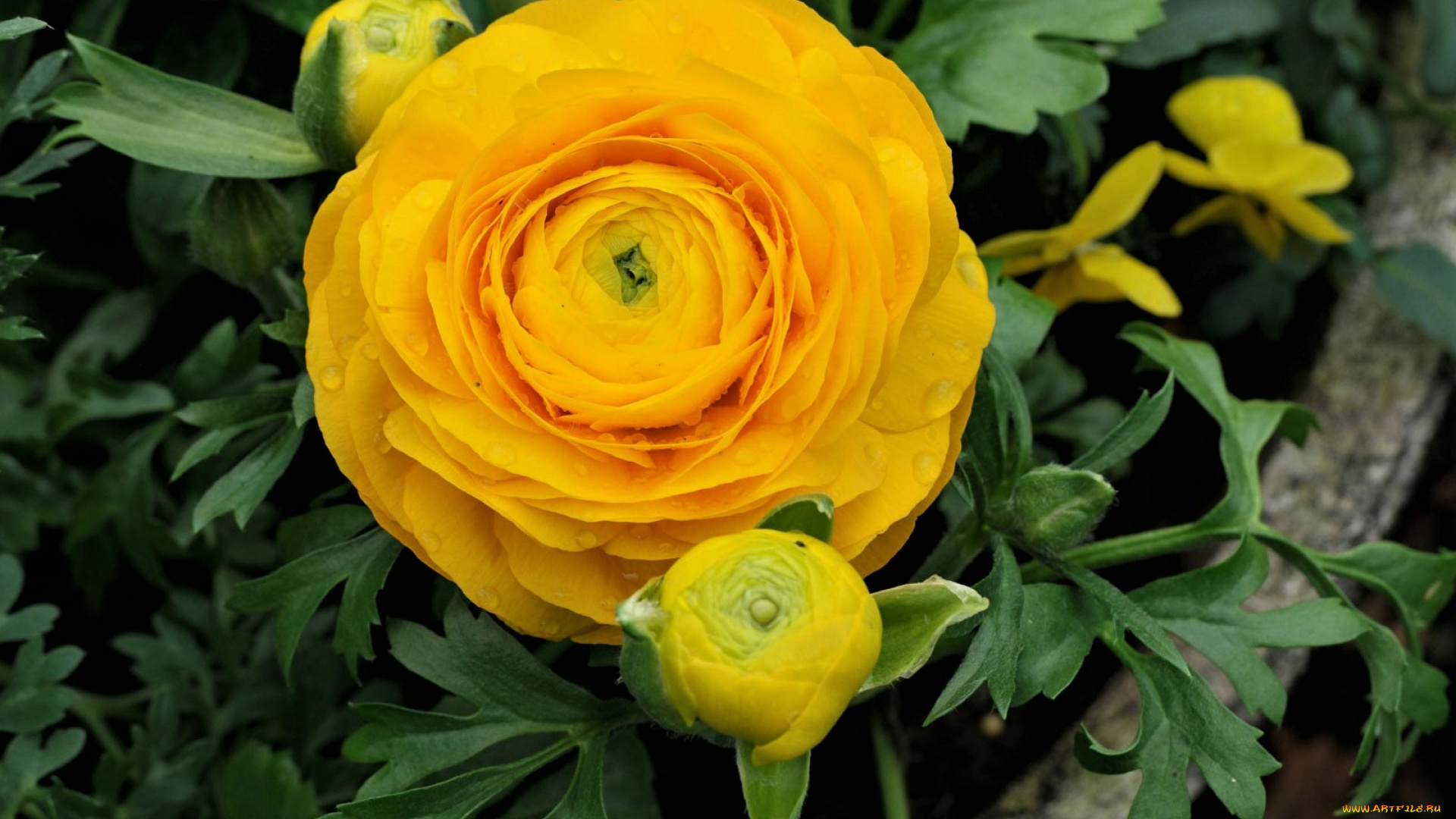 цветы, ранункулюс, , азиатский, лютик, макро