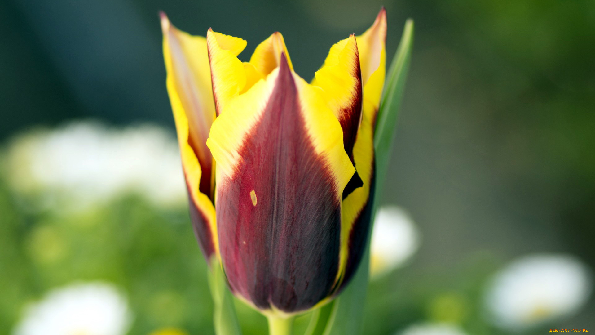 цветы, тюльпаны, бутон