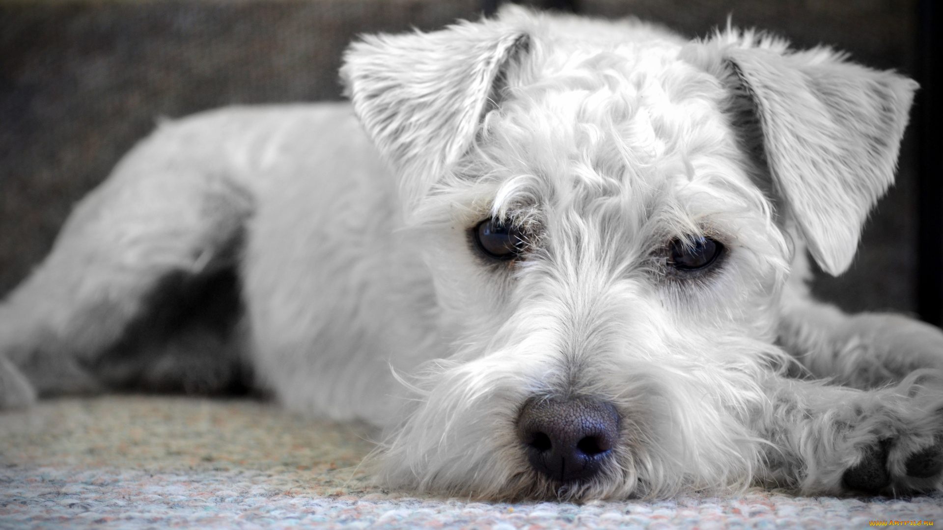 фокс-терьер, животные, собаки, close-up, cute, animals, puppy, крупный, план, милые, щенок, домашние, white, dog