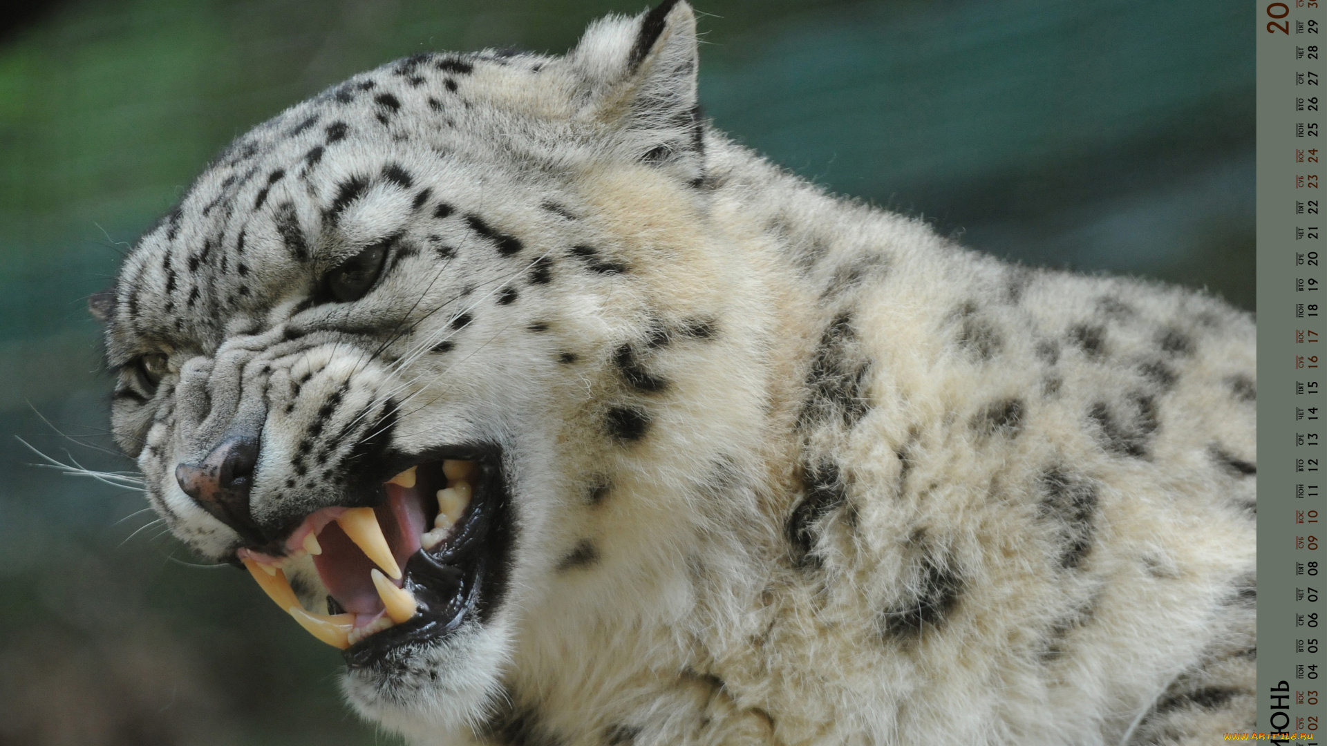 календари, животные, оскал, морда