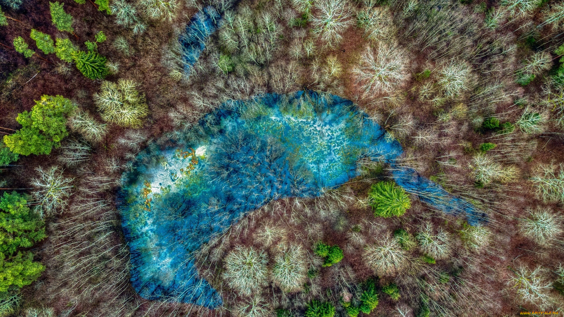 лес, природа, синий, вода, hdr, деревья, с, высоты, птичьего, полета