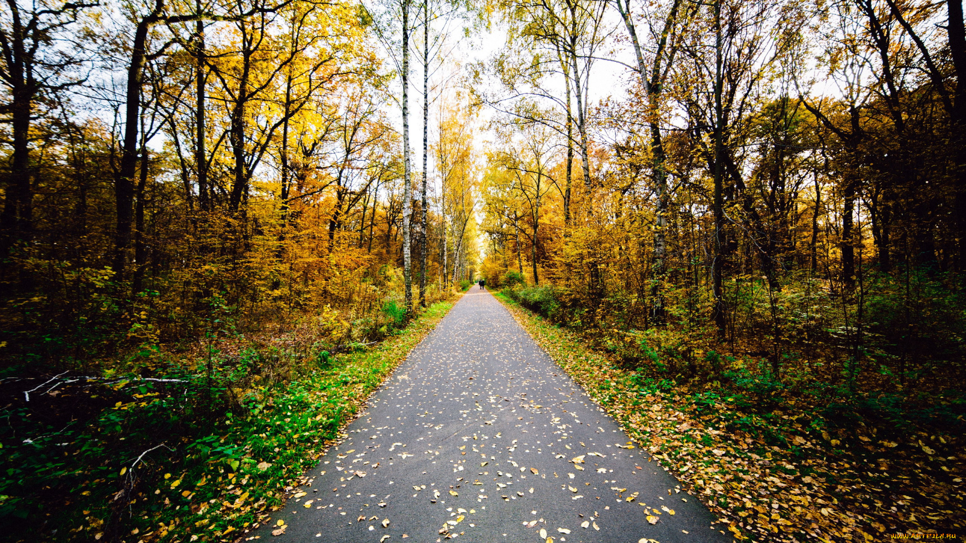 природа, дороги, осень, дорога, листопад
