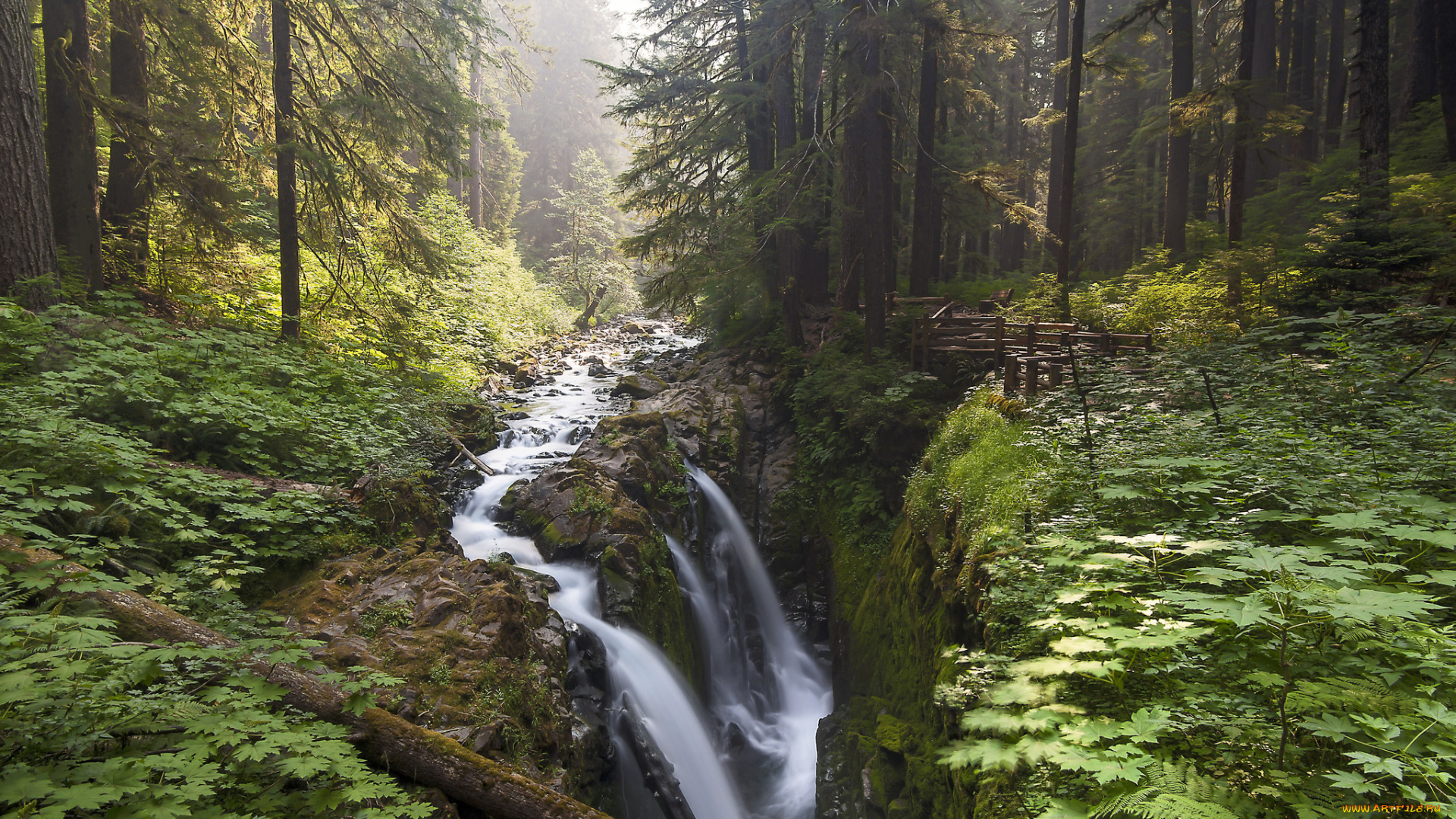 природа, лес, простор