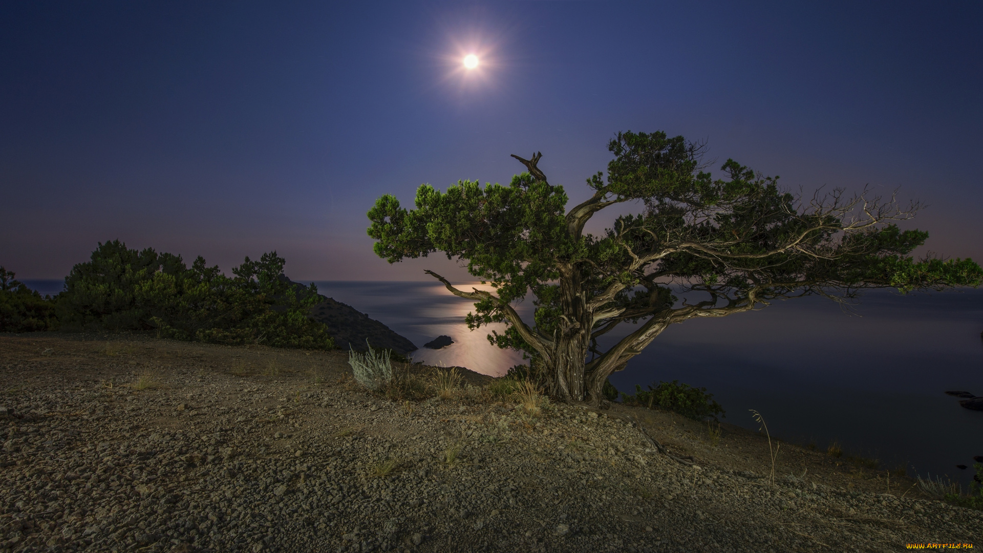 природа, побережье, небо, луна, море, обрыв, дерево