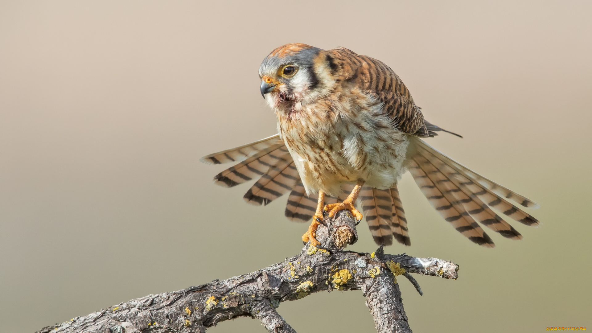 животные, птицы, -, хищники, птицы, ветка, хищник, американская, пустельга, воробьиная