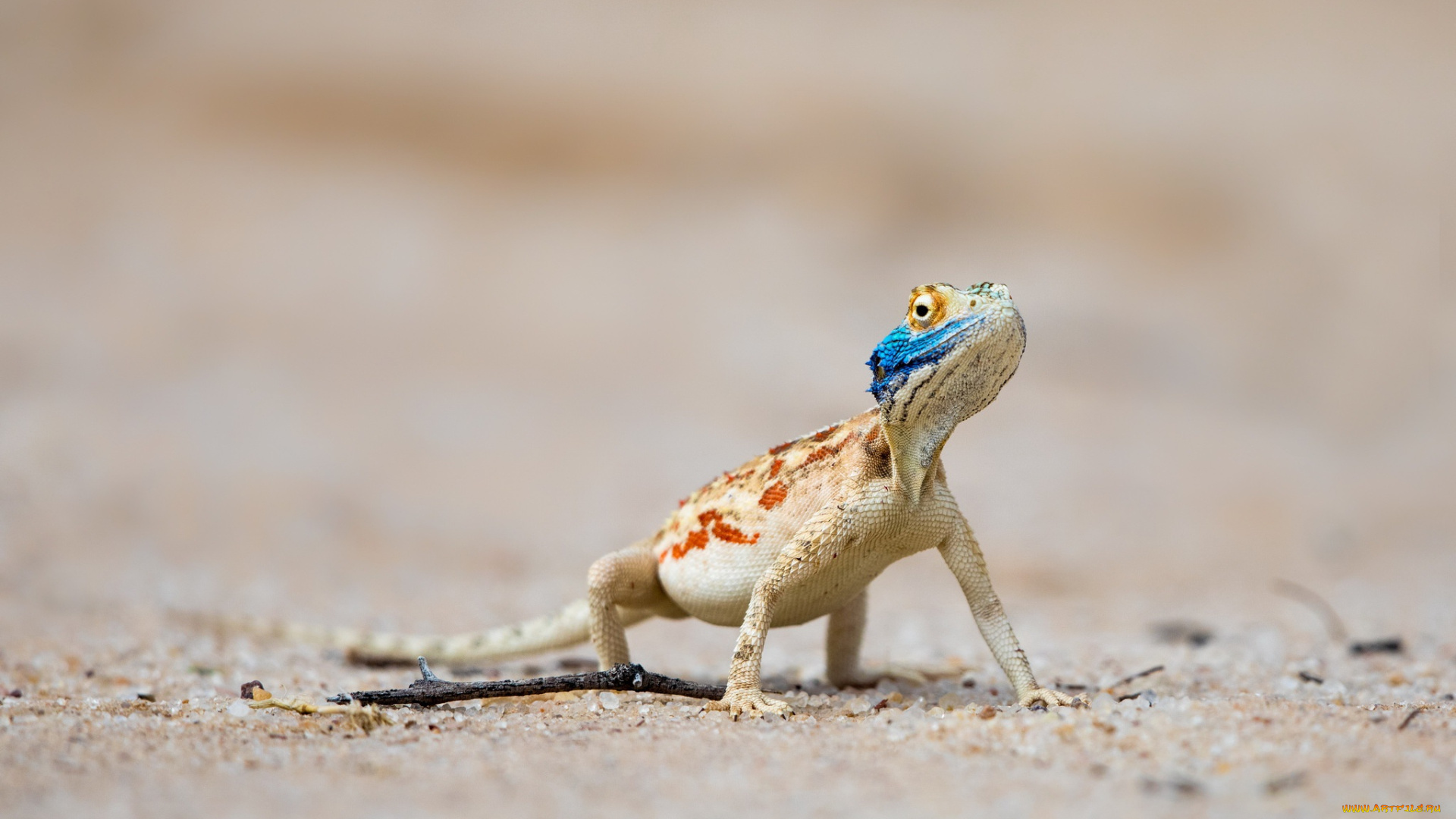 животные, Ящерицы, , игуаны, , вараны, nossob, kgalagadi, transfrontier, park, south, africa, lijersdraai, ground, agama