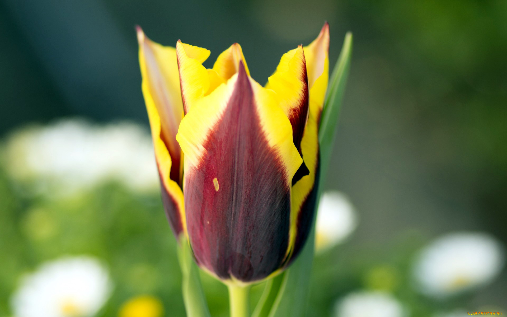 цветы, тюльпаны, бутон