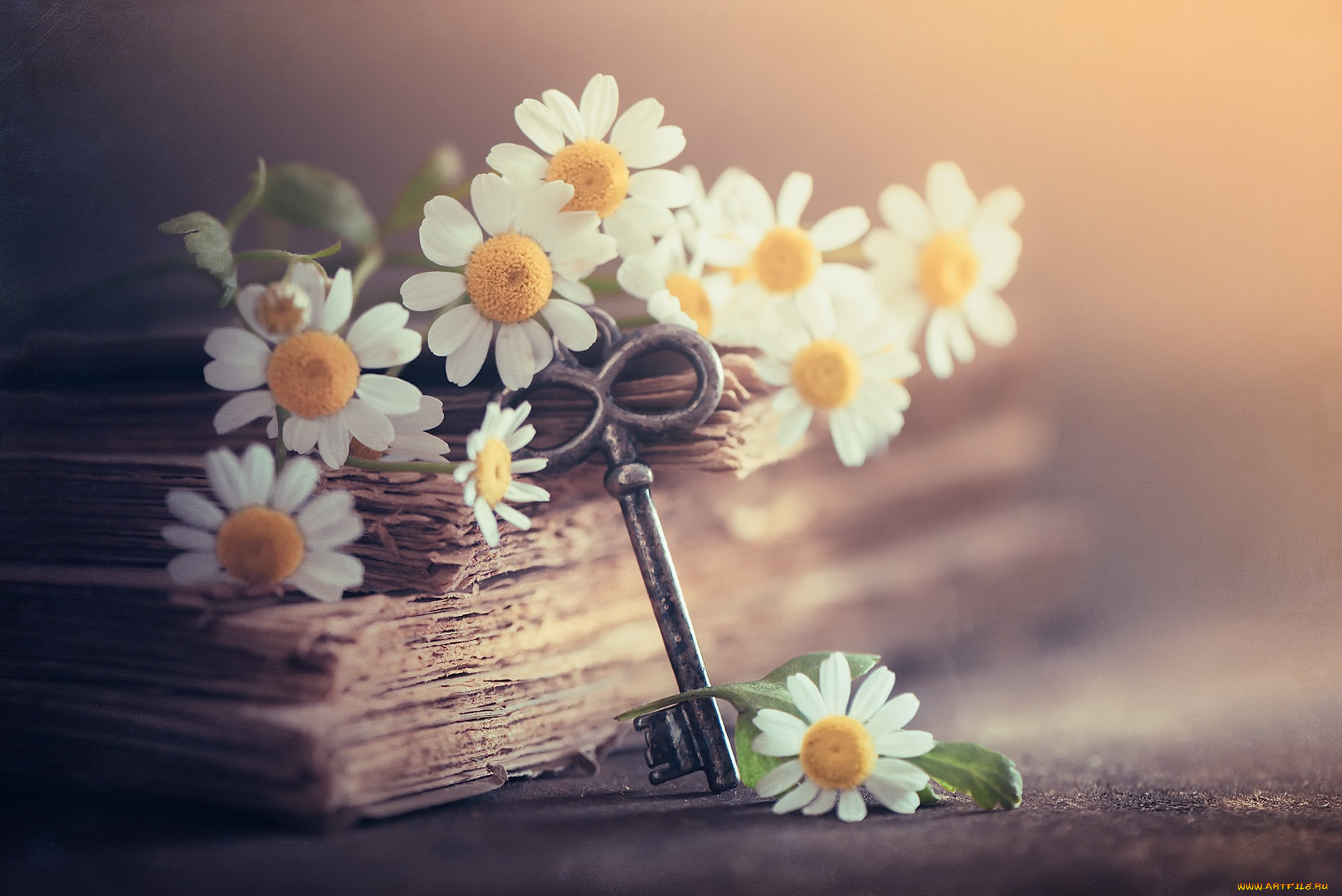 разное, ключи, , замки, , дверные, ручки, книга, ромашки, ключ