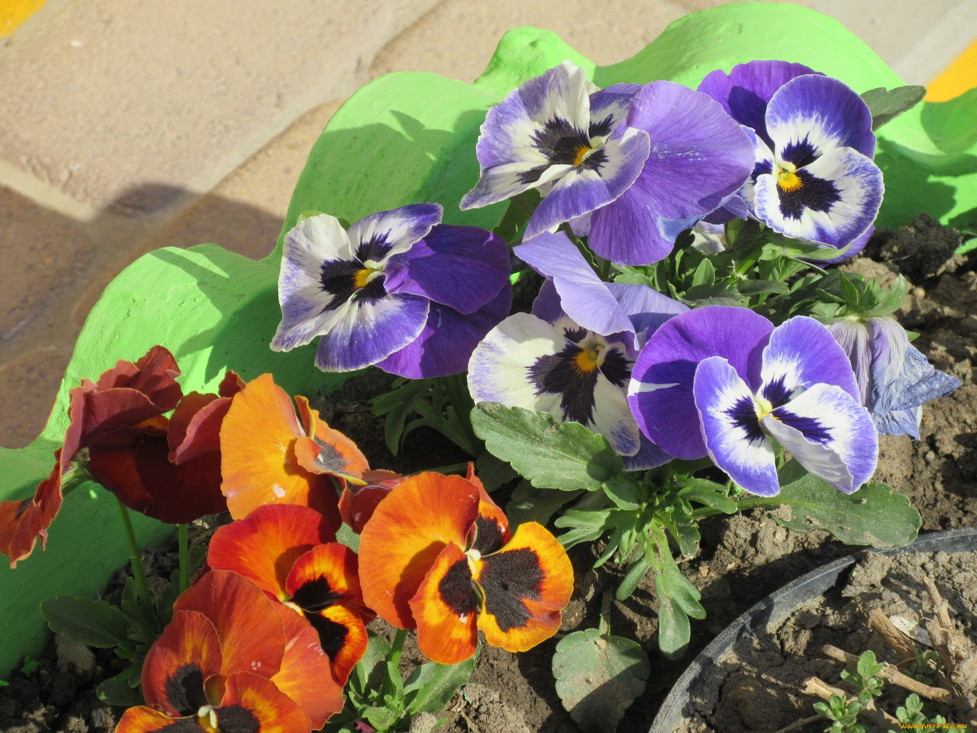 цветы, анютины, глазки, , садовые, фиалки, весна, 2018