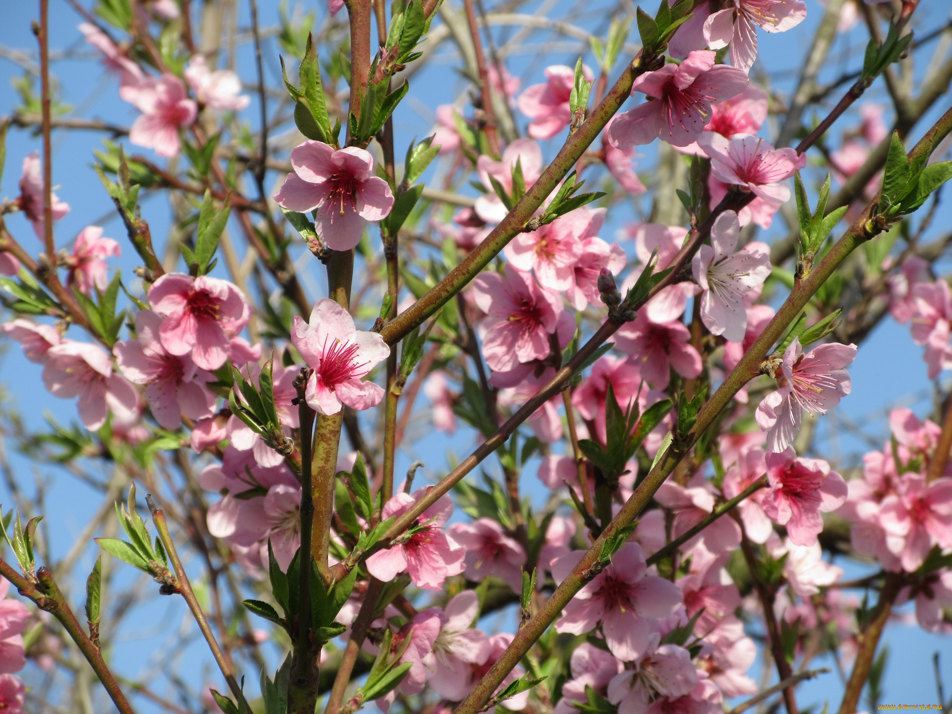 цветы, цветущие, деревья, , , кустарники, весна, 2018