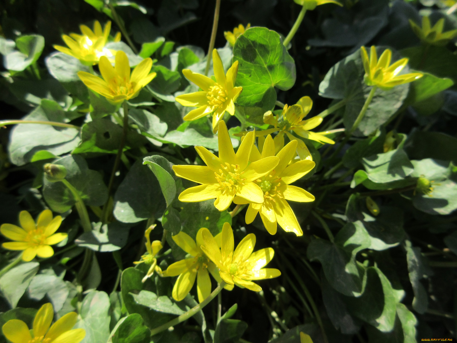 цветы, луговые, , полевые, , цветы, весна, 2018