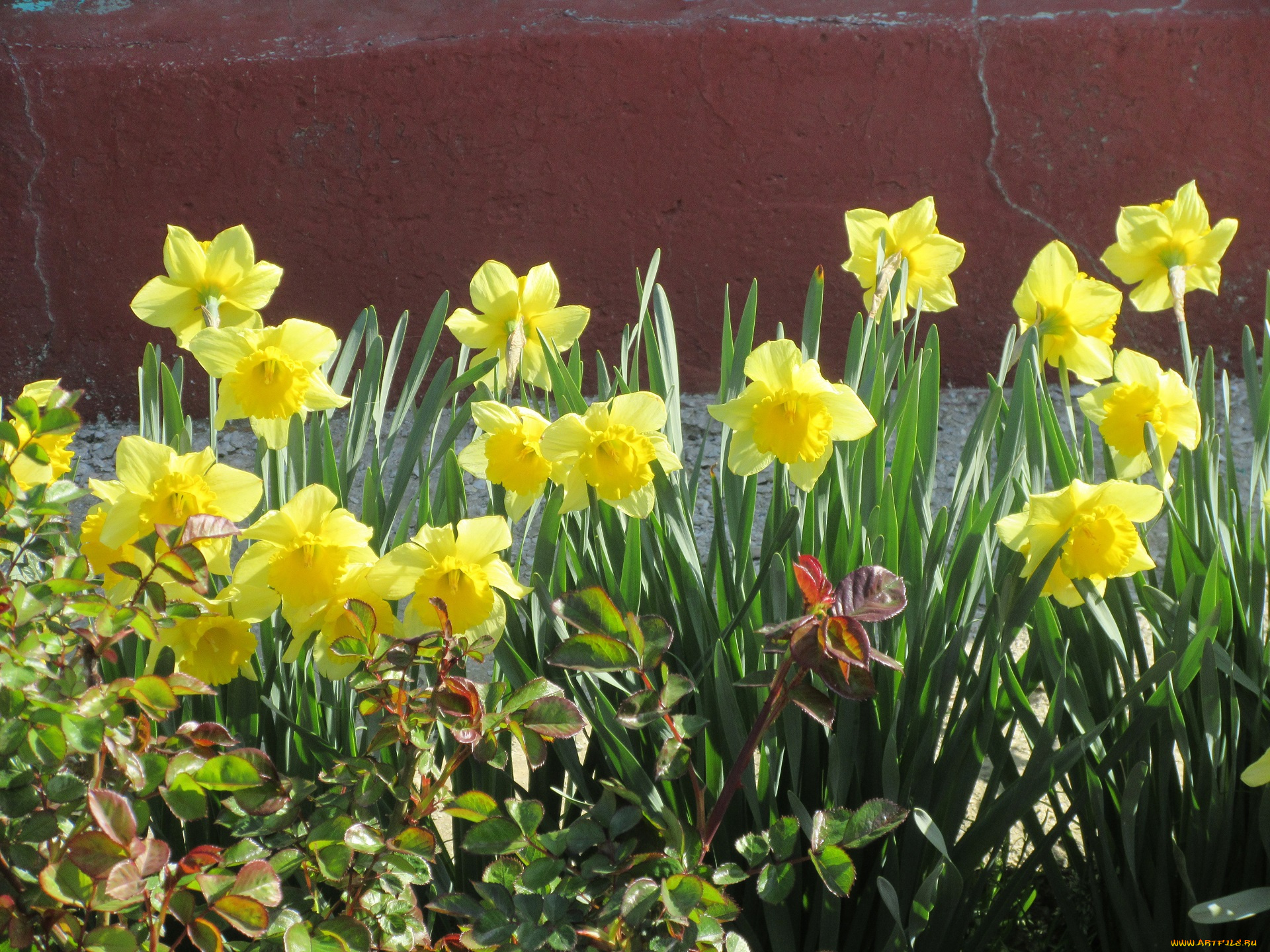 цветы, нарциссы, весна, 2018