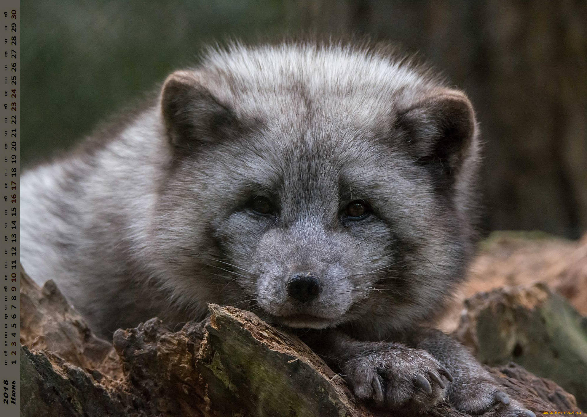 календари, животные, взгляд, морда