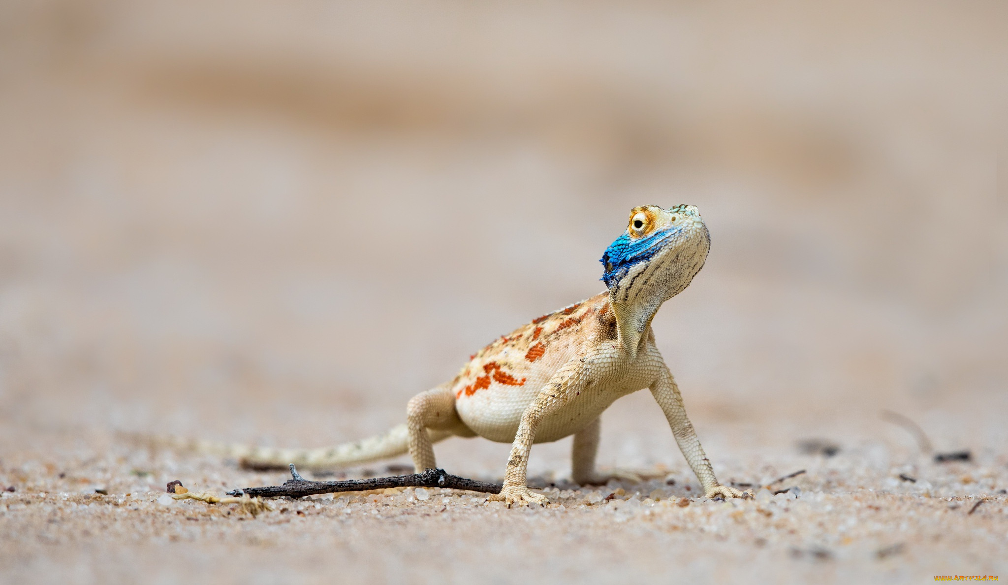 животные, Ящерицы, , игуаны, , вараны, nossob, kgalagadi, transfrontier, park, south, africa, lijersdraai, ground, agama