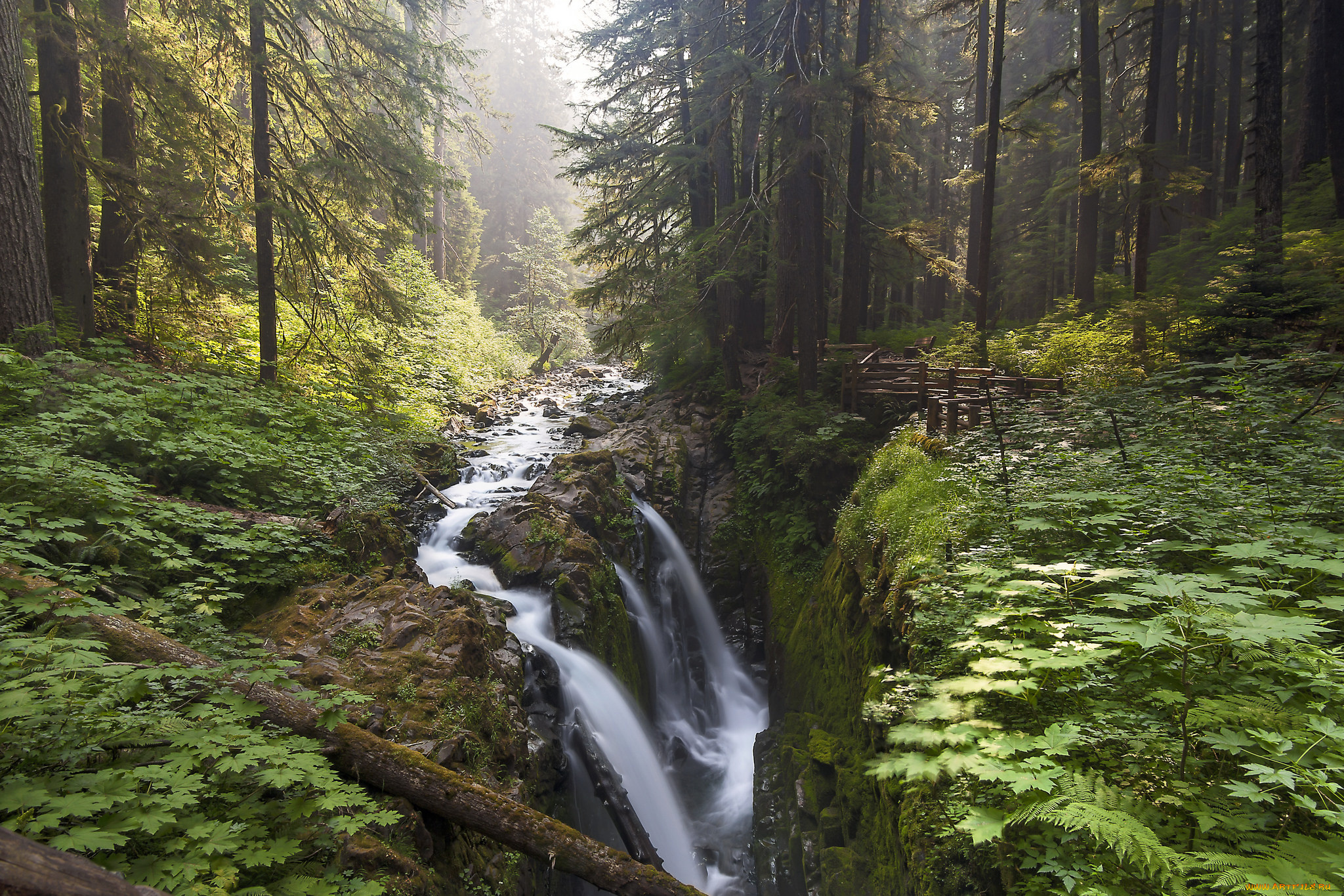 природа, лес, простор