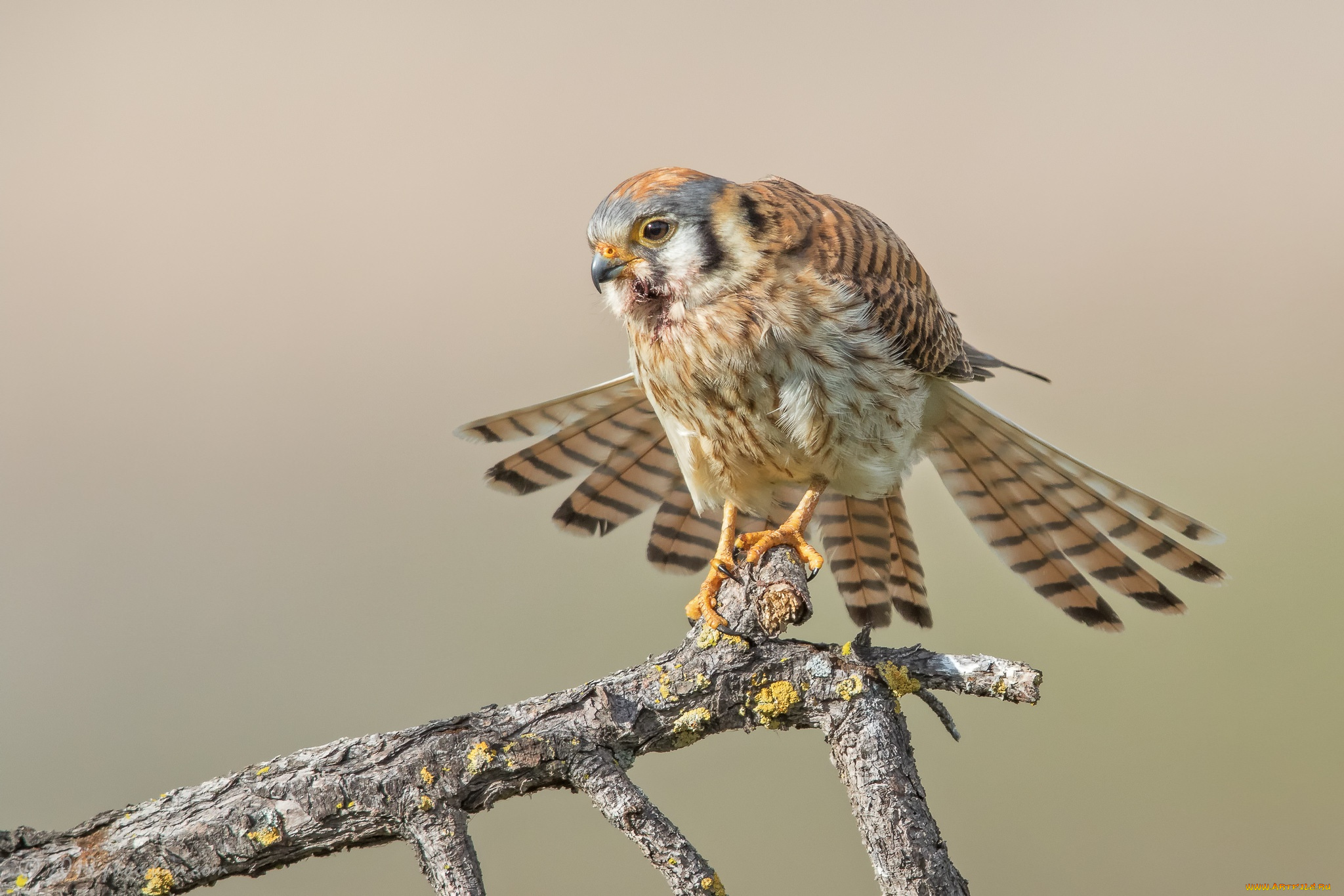 животные, птицы, -, хищники, птицы, ветка, хищник, американская, пустельга, воробьиная