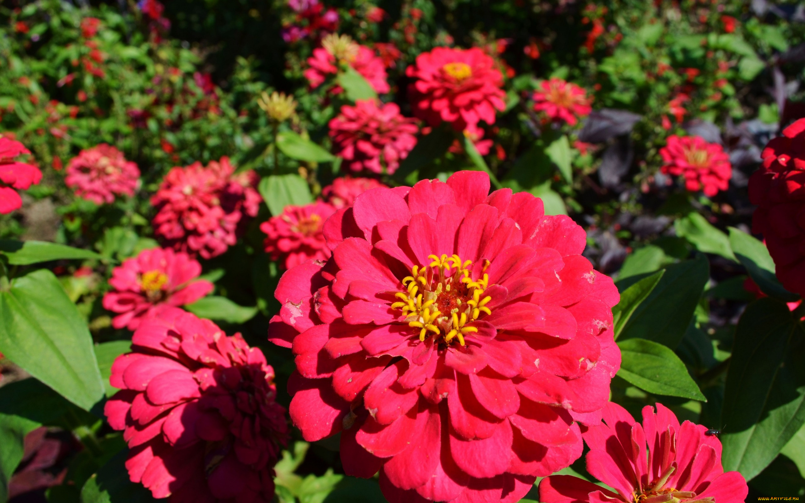 цветы, цинния, яркий