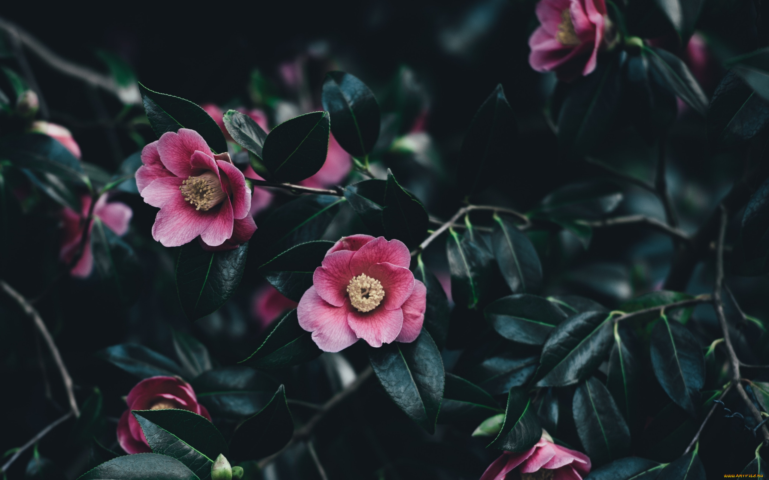 цветы, камелии, куст