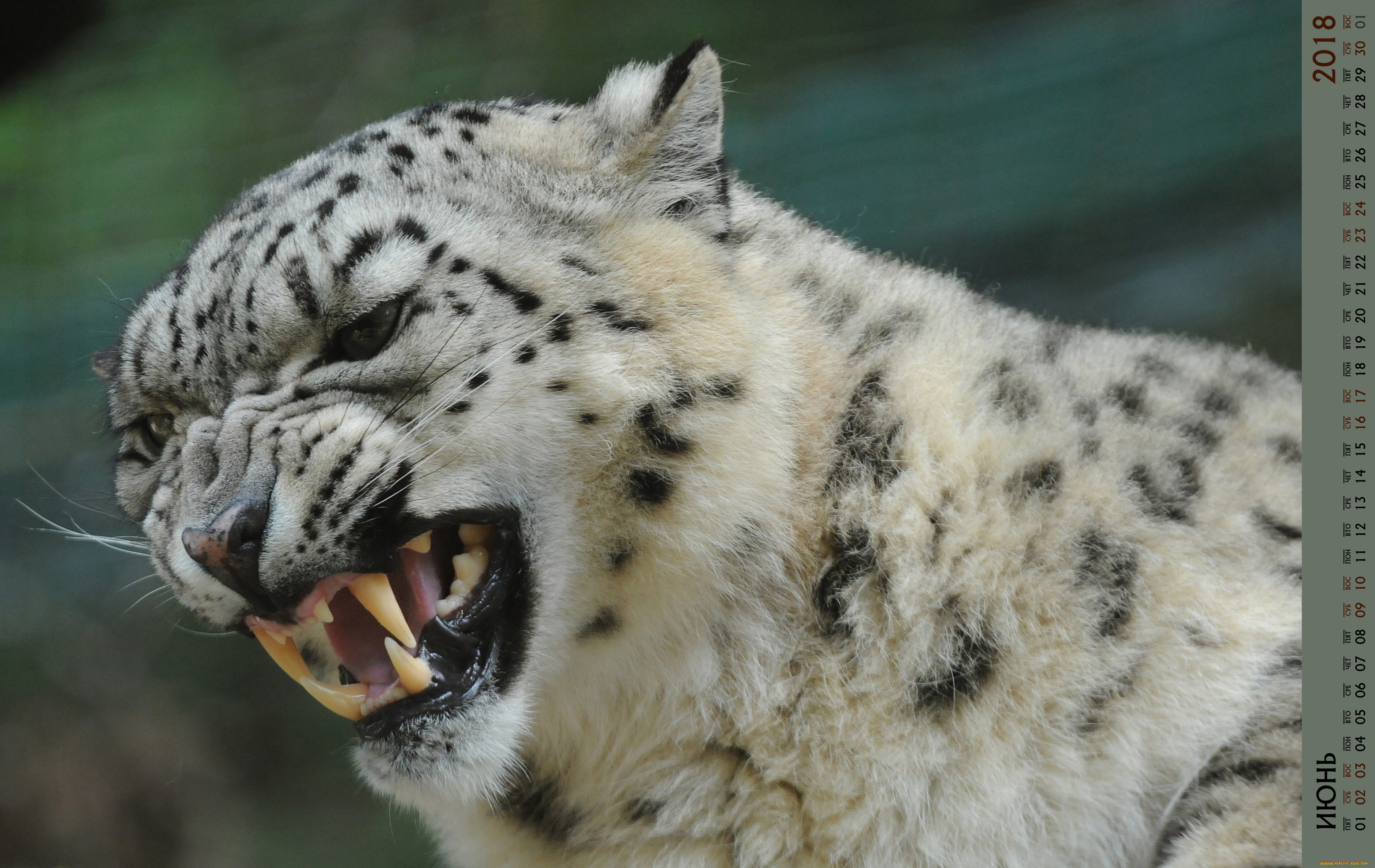 календари, животные, оскал, морда