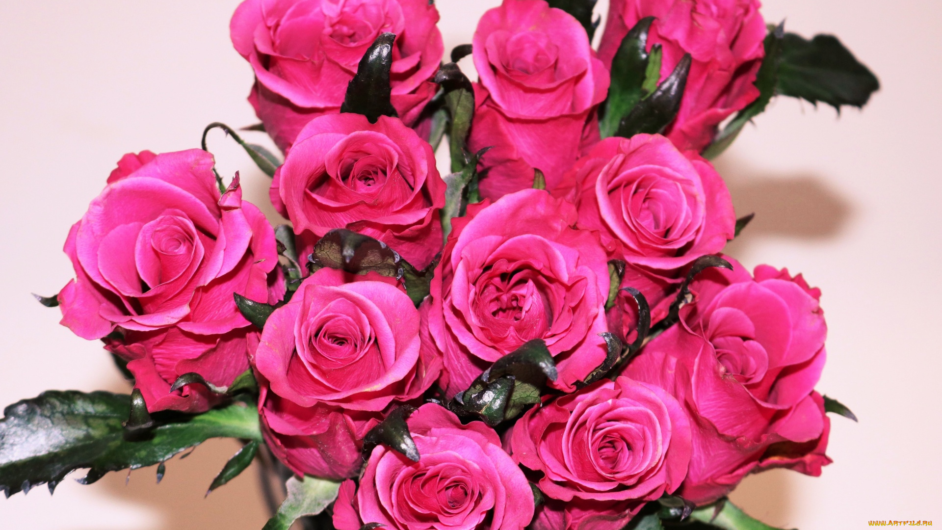 цветы, розы, розовый